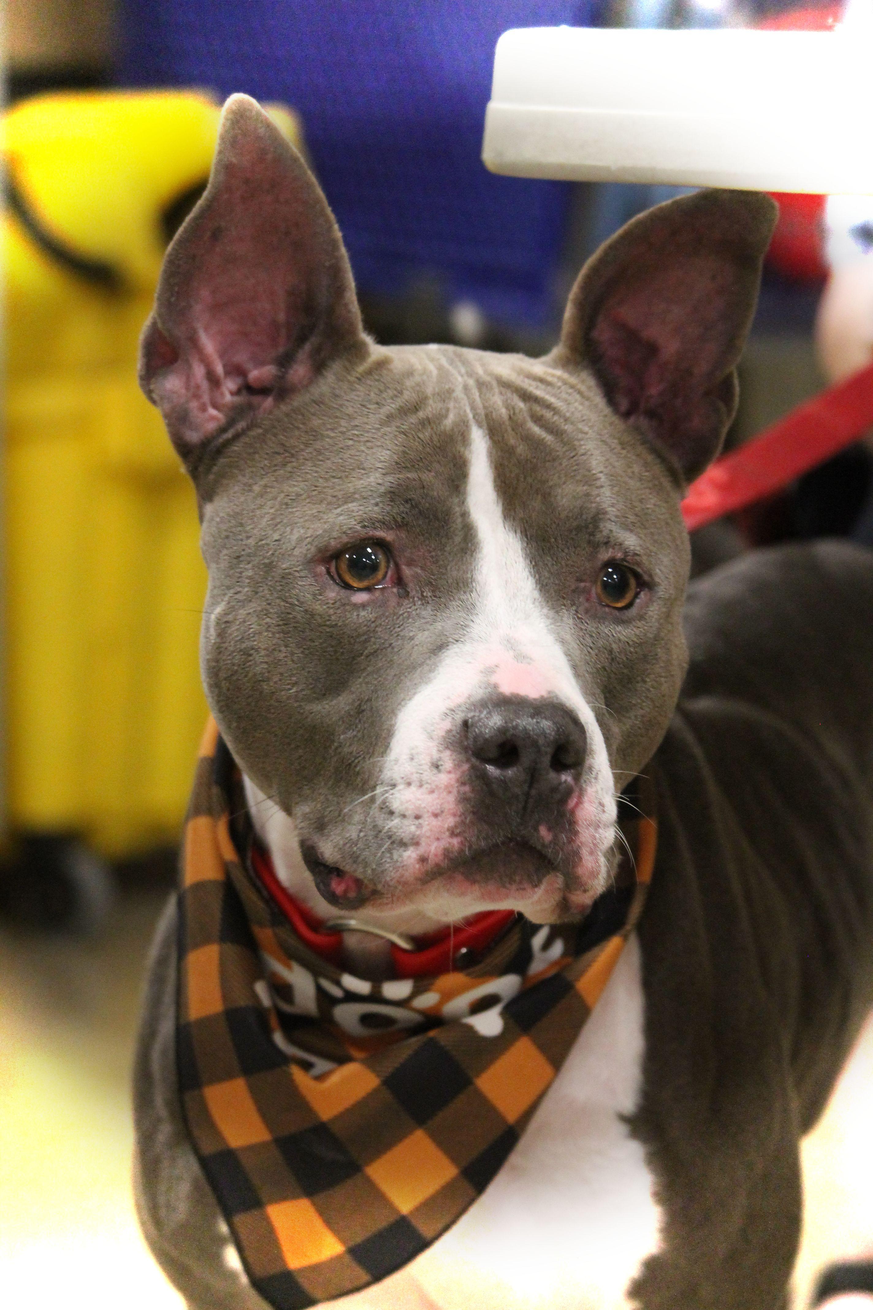 Juniper, a Adoptable mixed breed in Yukon, OK image 4/6