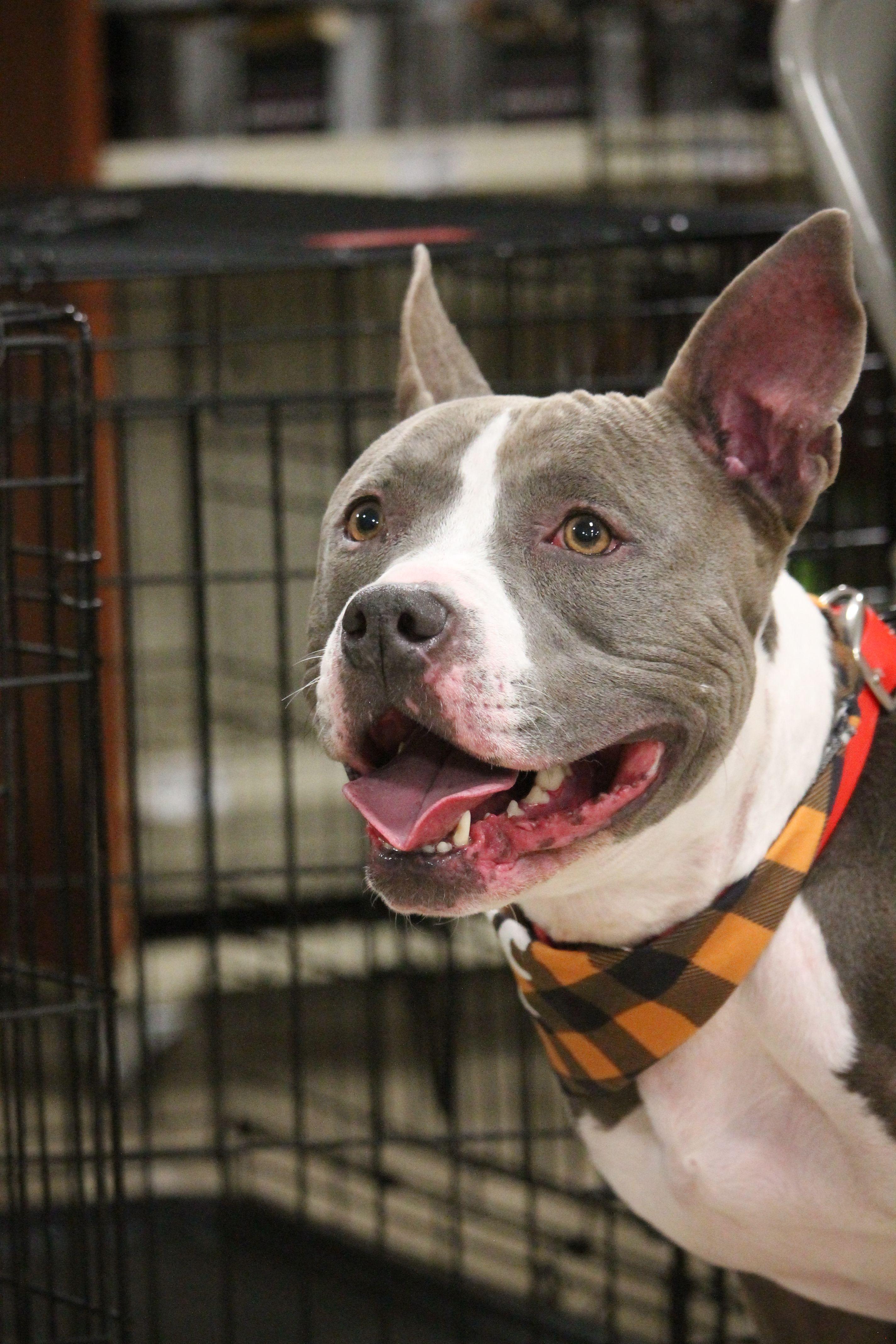 Juniper, a Adoptable mixed breed in Yukon, OK image 1/6