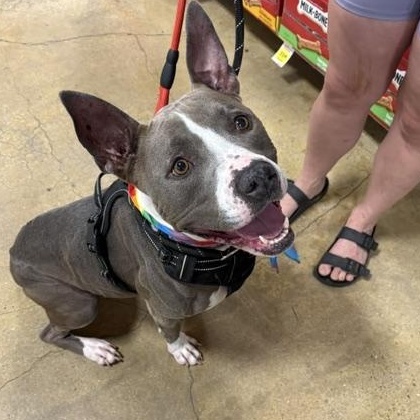 Juniper, a Adoptable mixed breed in Yukon, OK image 5/6
