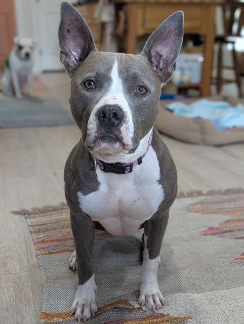 Juniper, a Adoptable mixed breed in Yukon, OK image 4/6