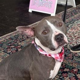 Juniper, Adoptable, Adult Female American Staffordshire Terrier.