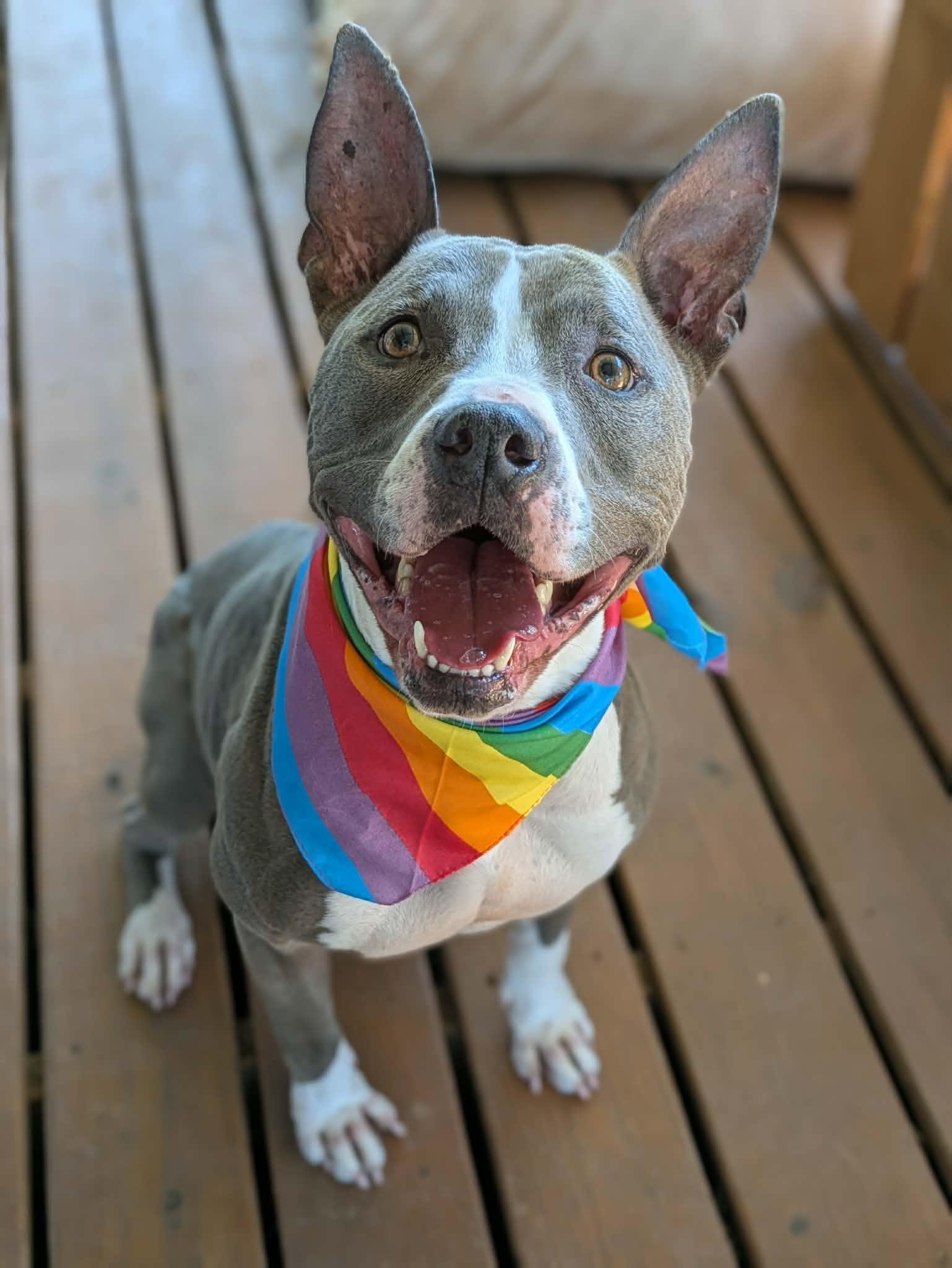 Juniper, a Adoptable mixed breed in Yukon, OK image 3/6
