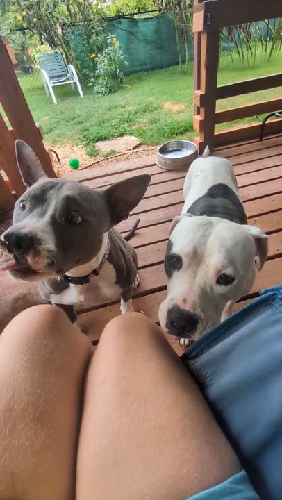 Enlarge Juniper, a Adoptable mixed breed in Yukon, OK video 6/6