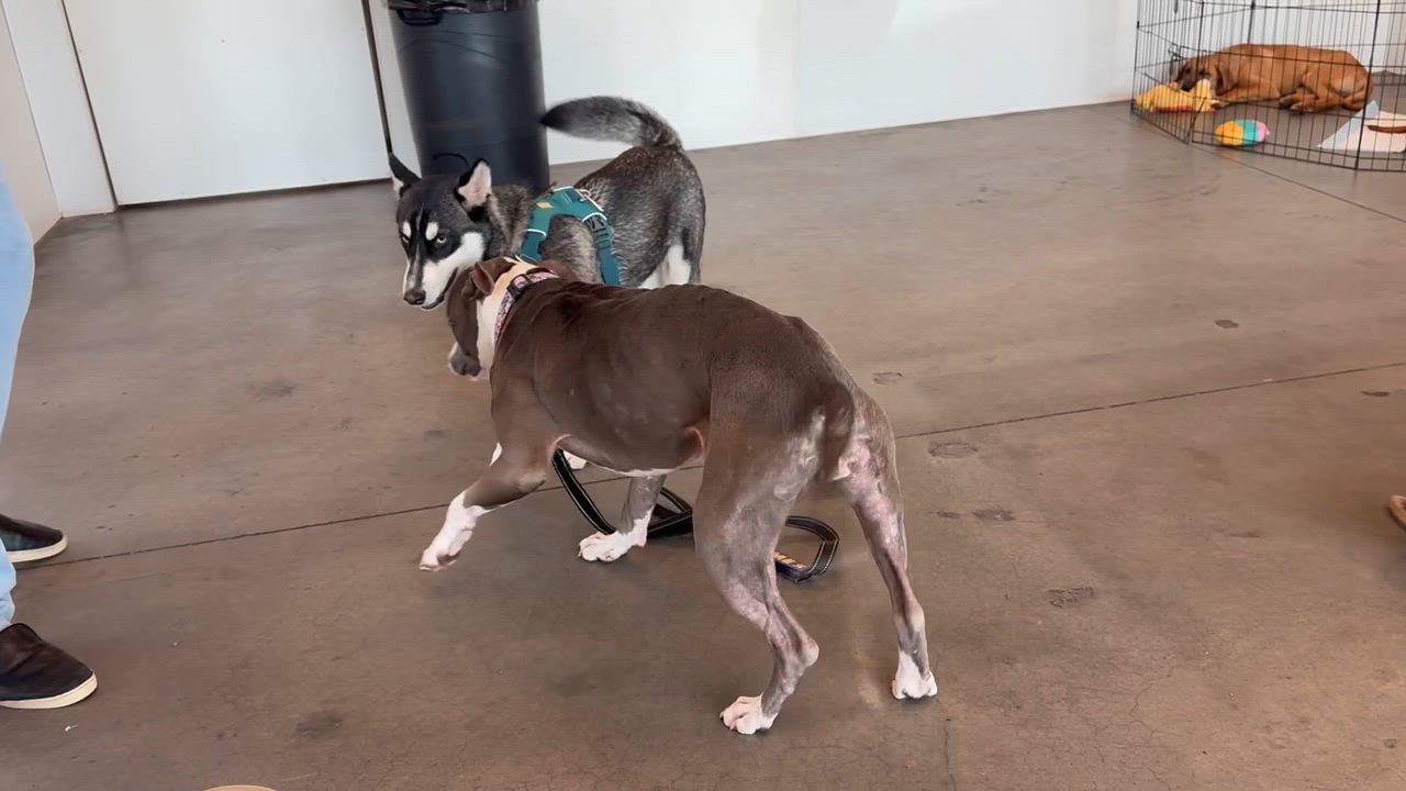 Enlarge Juniper, a Adoptable mixed breed in Yukon, OK video 3/6