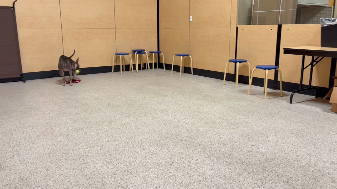 Enlarge Juniper, a Adoptable mixed breed in Yukon, OK video 2/6