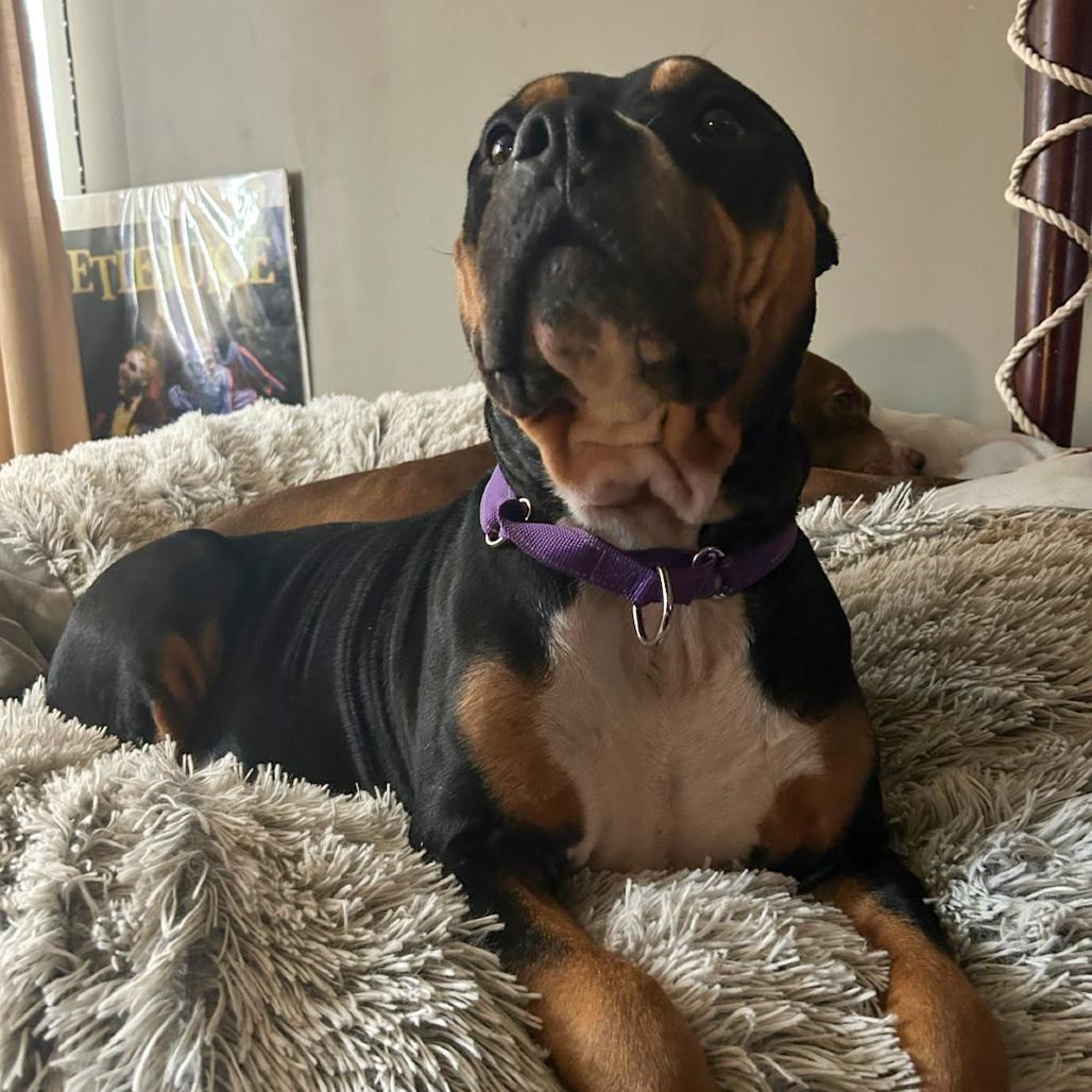 Winnie, Adoptable, Adult Female Pit Bull Terrier.