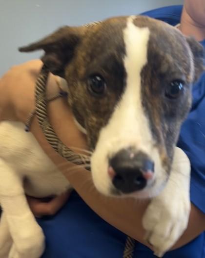 Sonic, Adoptable, Adult Male Mixed Breed & Mixed Breed.