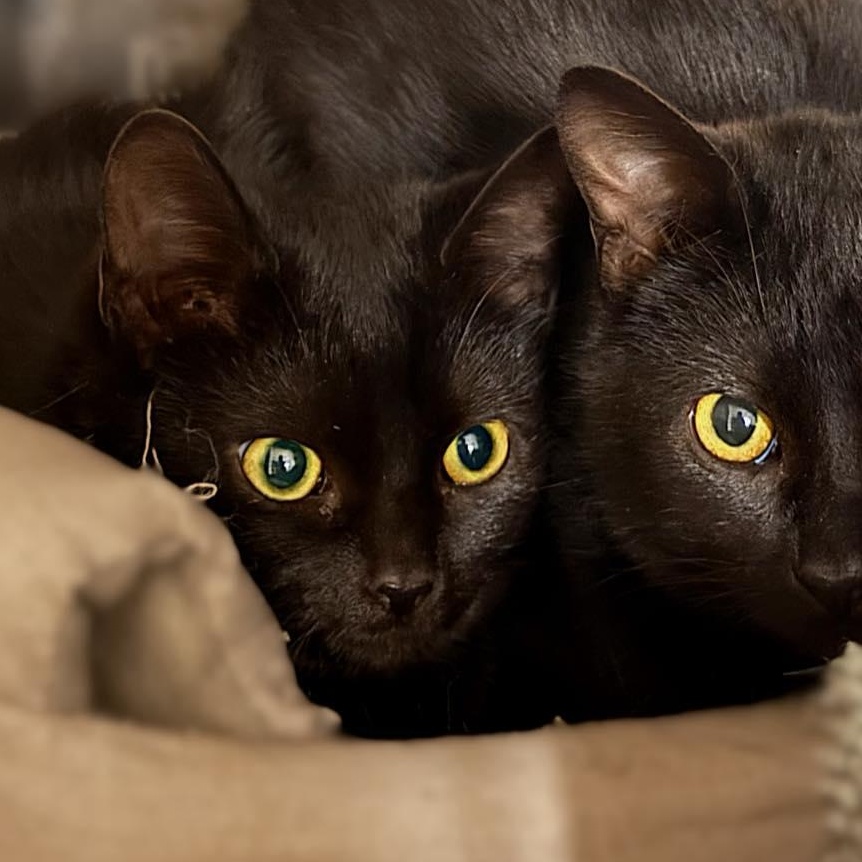 Turtle, ADOPTABLE, Kitten Female Domestic Short Hair.