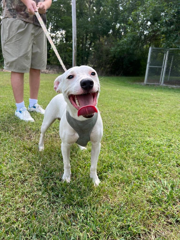 Pluto, Adopted, Adult Male Mixed Breed.