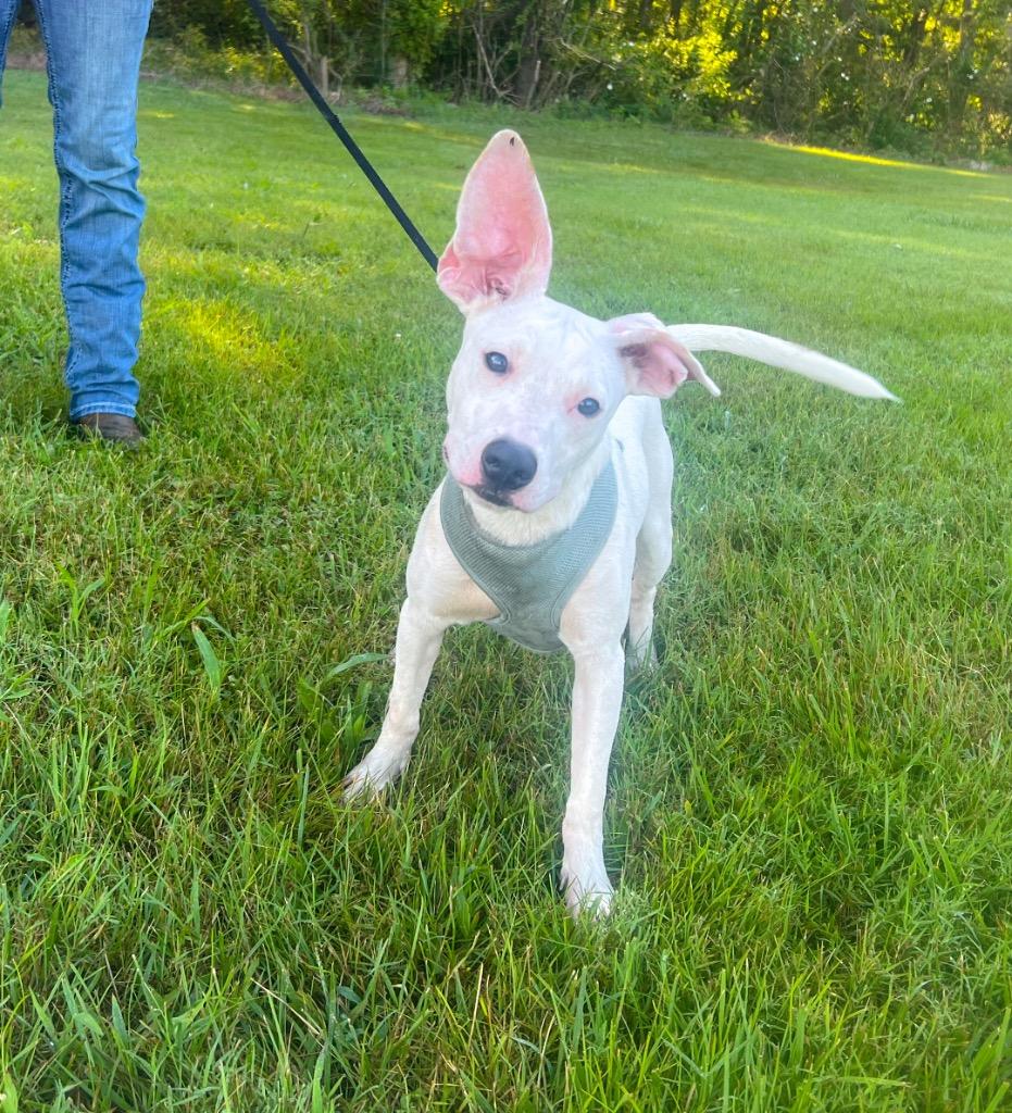 Pluto, a Adopted mixed breed in Murray, KY image 2/6