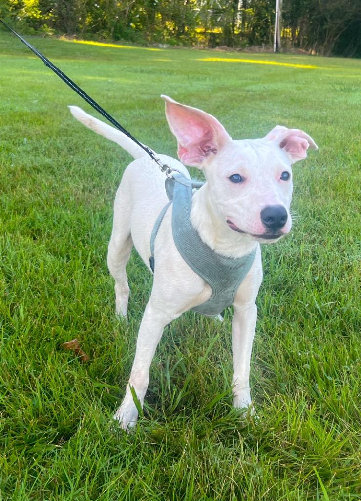 Pluto, a Adopted mixed breed in Murray, KY image 3/6