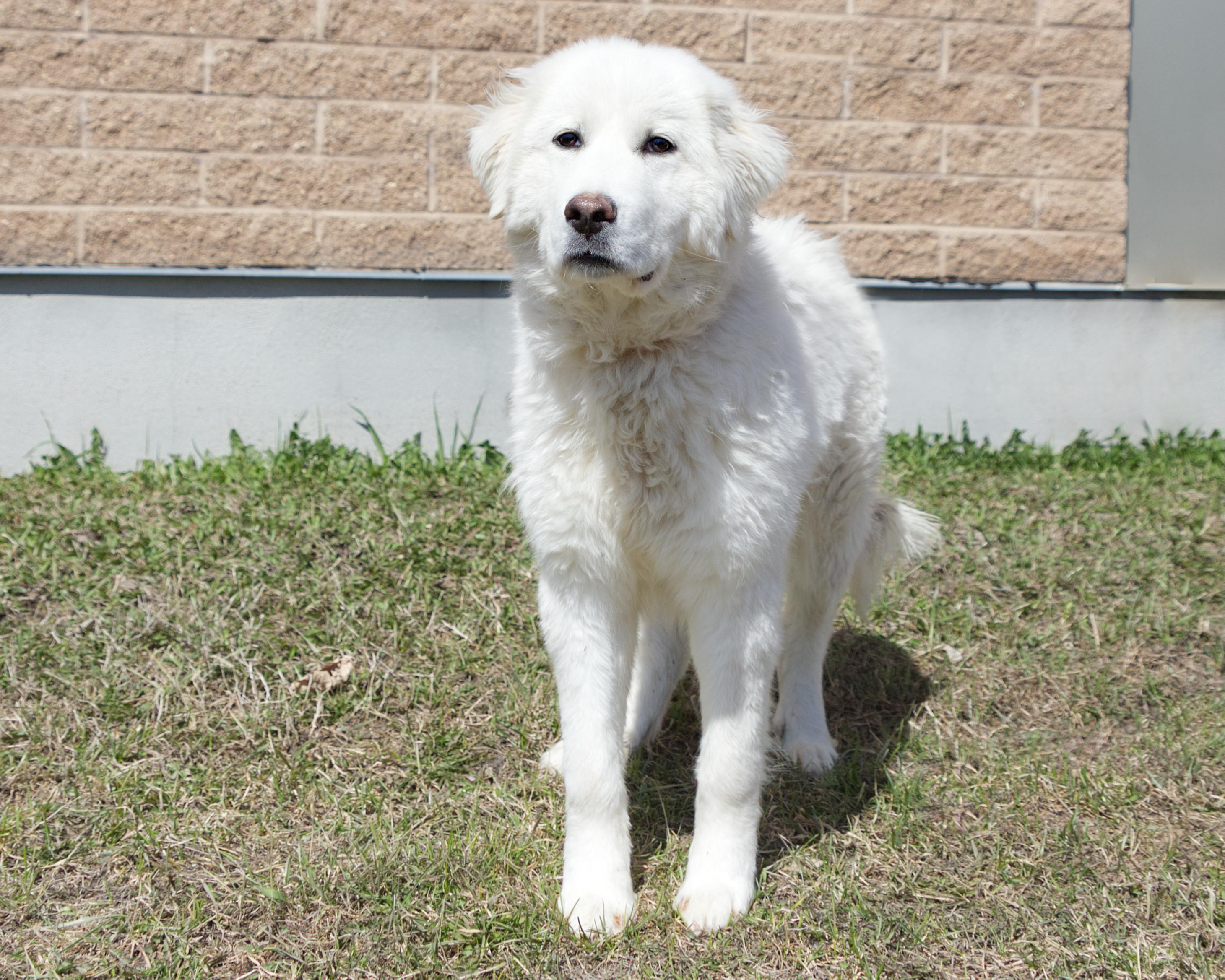 Enlarge Cloud, an adoptable mixed breed in Winnipeg, MB image 3/3
