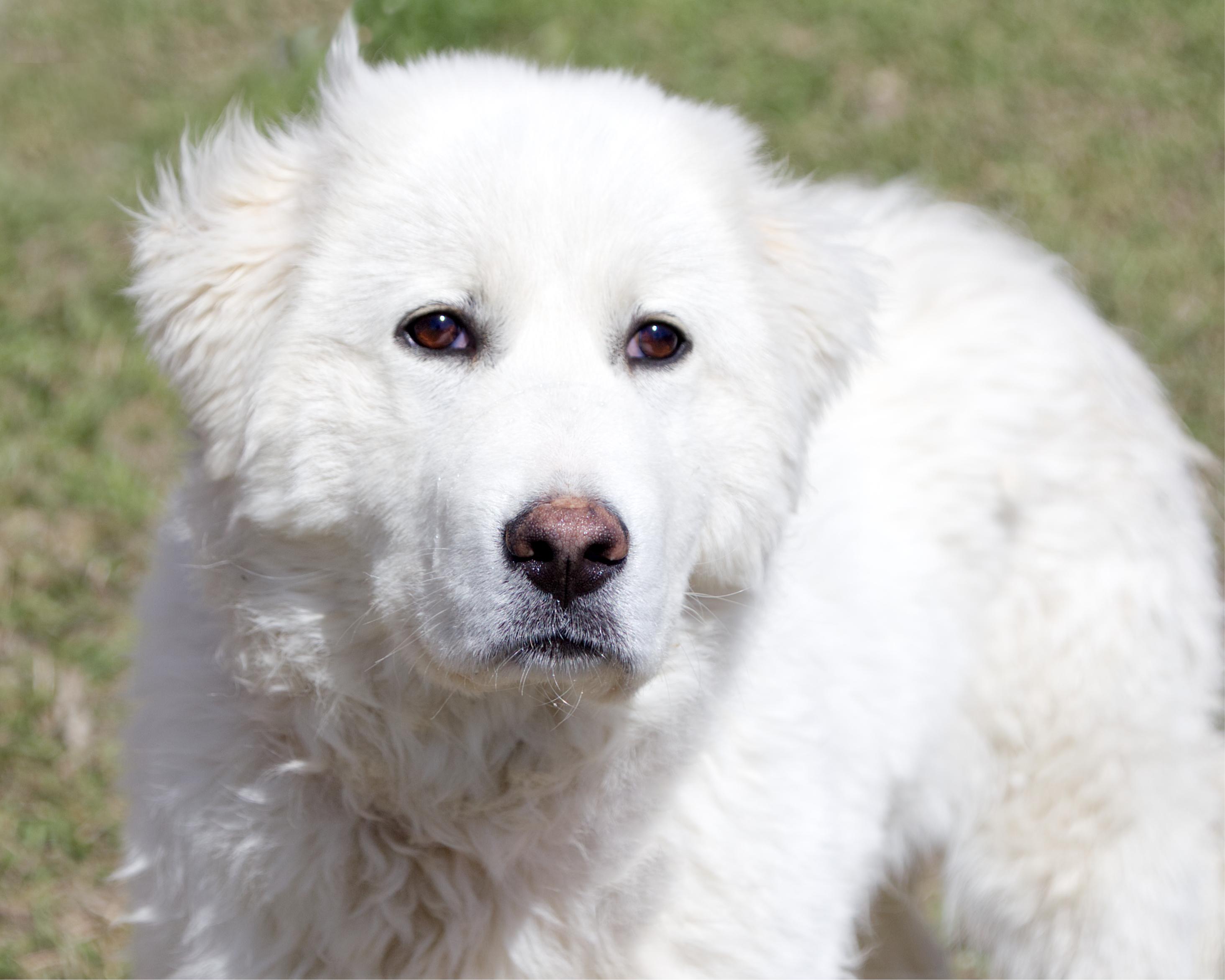 Enlarge Cloud, an adoptable mixed breed in Winnipeg, MB image 1/3