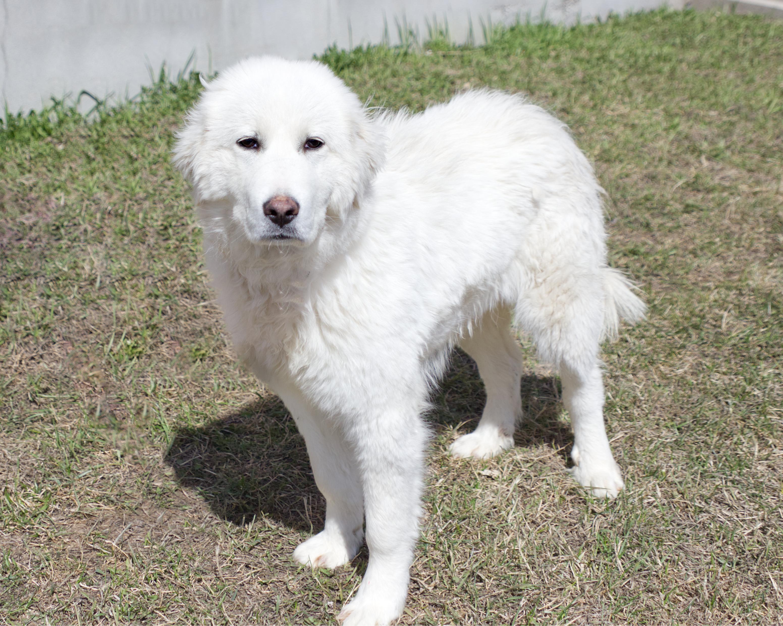 Enlarge Cloud, an adoptable mixed breed in Winnipeg, MB image 2/3