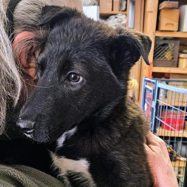 Winter, ADOPTABLE, Puppy Female Border Collie.