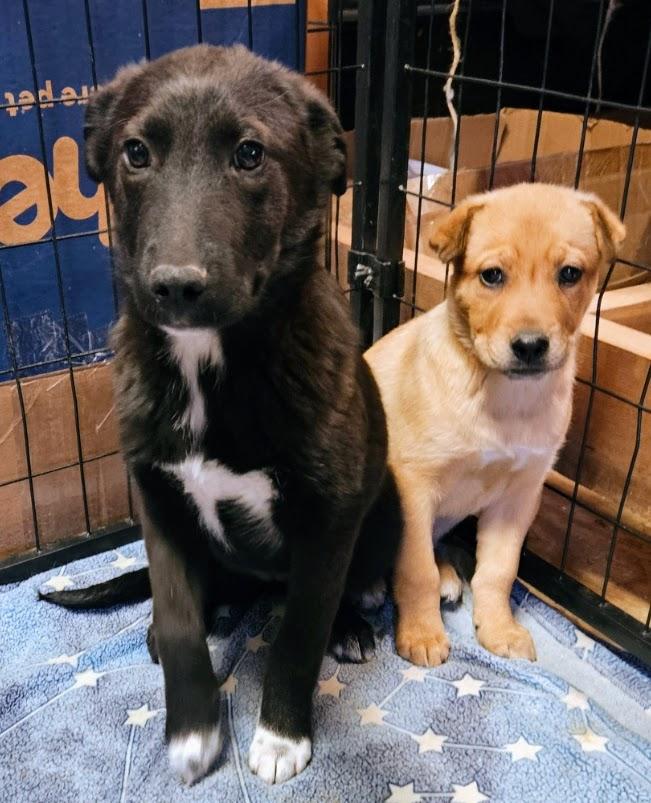 Enlarge Winter, a ADOPTABLE mixed breed in Nucla, CO image 2/2