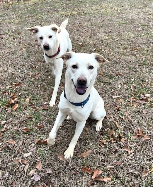 Enlarge Pearl, a Adoptable mixed breed in Mocksville, NC image 4/6