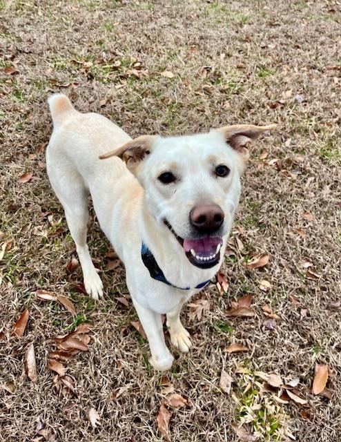 Enlarge Pearl, a Adoptable mixed breed in Mocksville, NC image 6/6