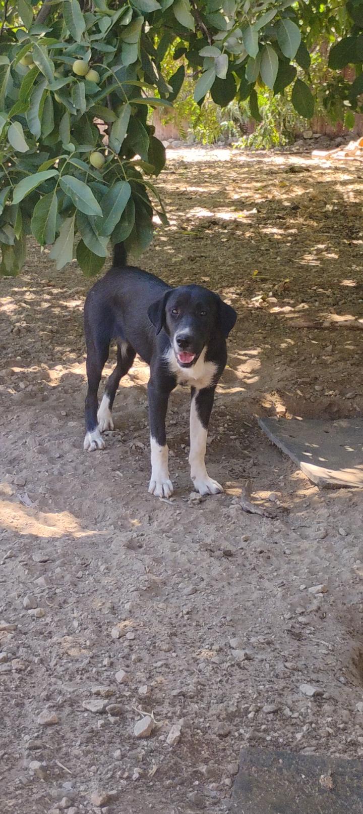 Enlarge ALLIE, a Adoptable mixed breed in San Bernardino, CA image 1/1