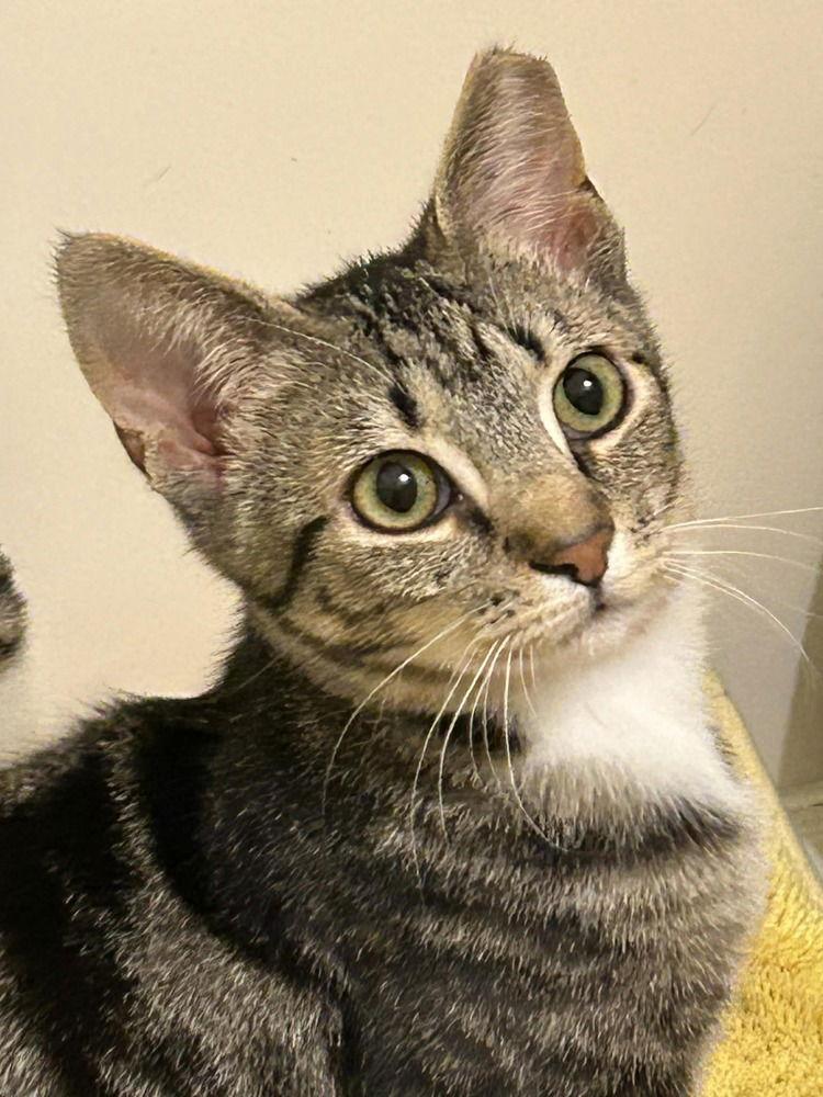 Enlarge Louisa, a Adoptable Domestic Short Hair in Candler, NC image 1/3