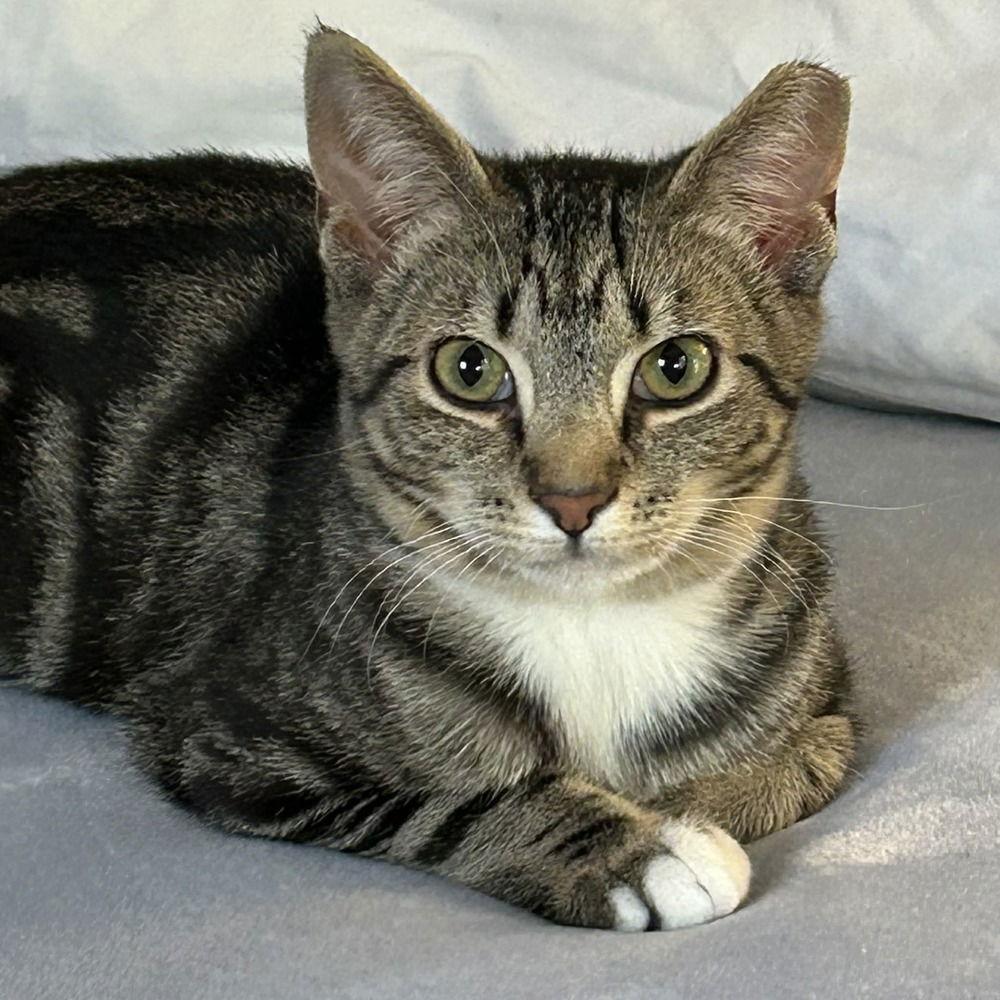 Enlarge Louisa, a Adoptable Domestic Short Hair in Candler, NC image 2/3