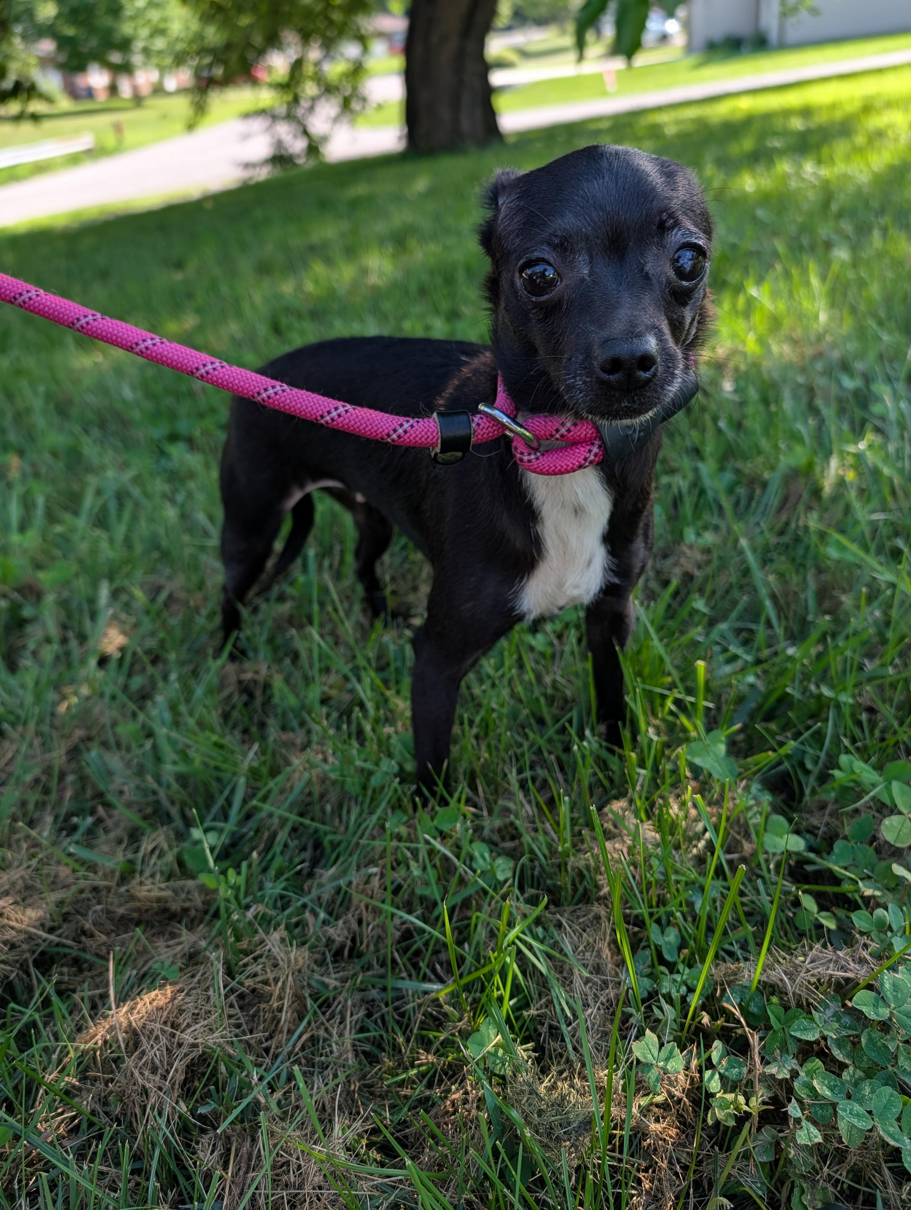 Enlarge Pepper, a Adoptable Chihuahua in Richmond, KY image 1/6