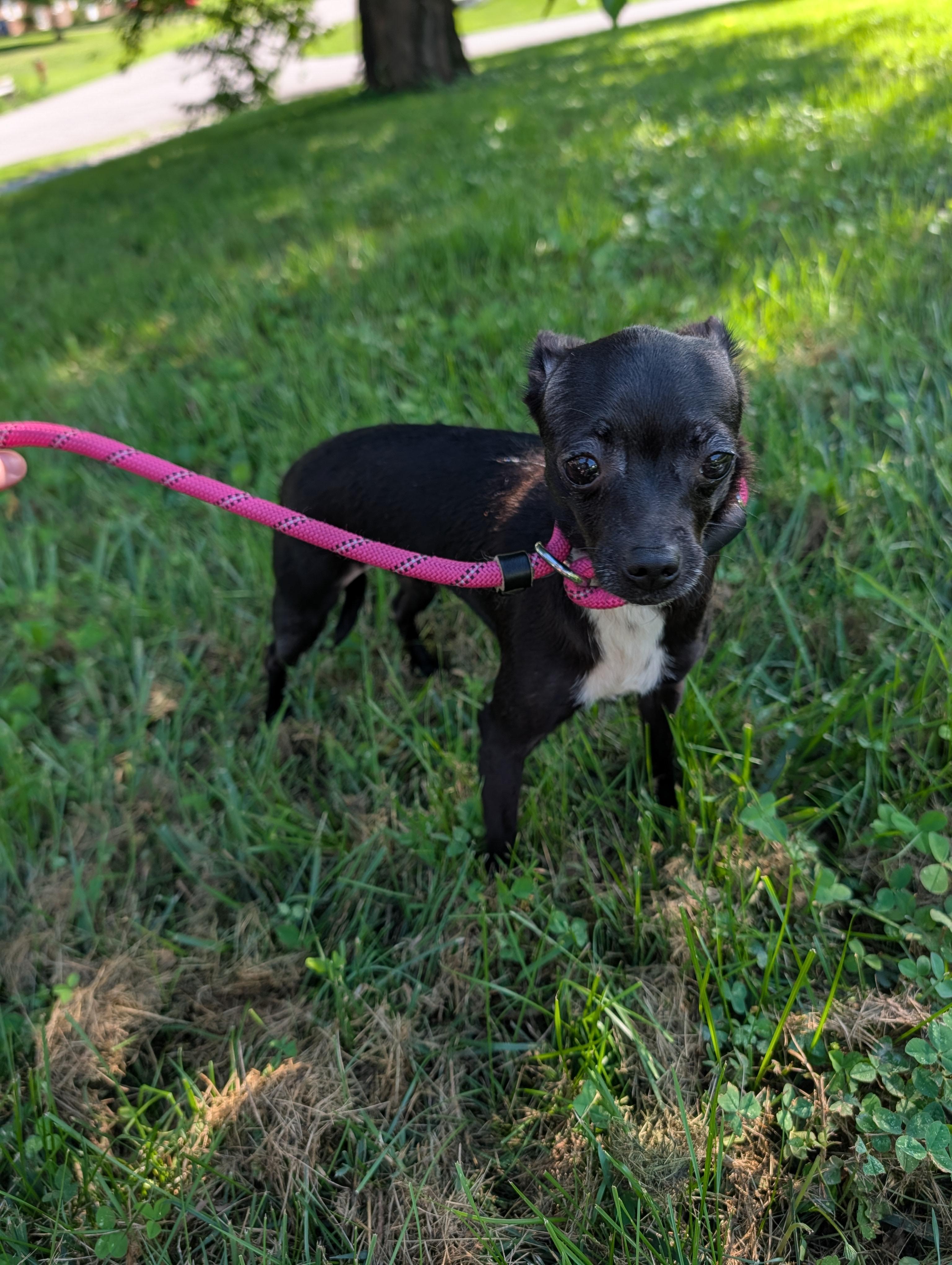 Enlarge Pepper, a Adoptable Chihuahua in Richmond, KY image 2/6