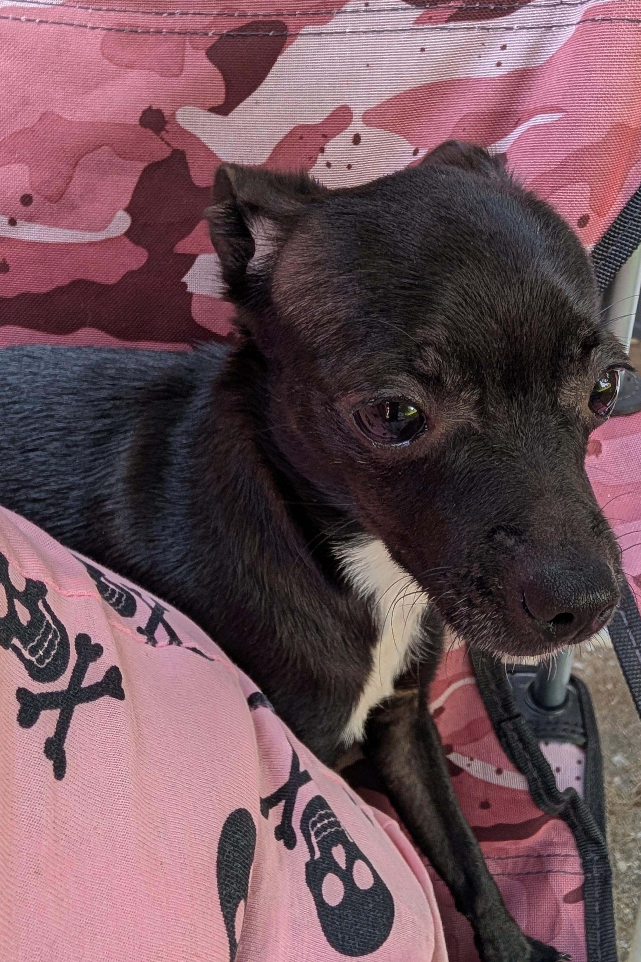 Enlarge Pepper, a Adoptable Chihuahua in Richmond, KY image 3/6