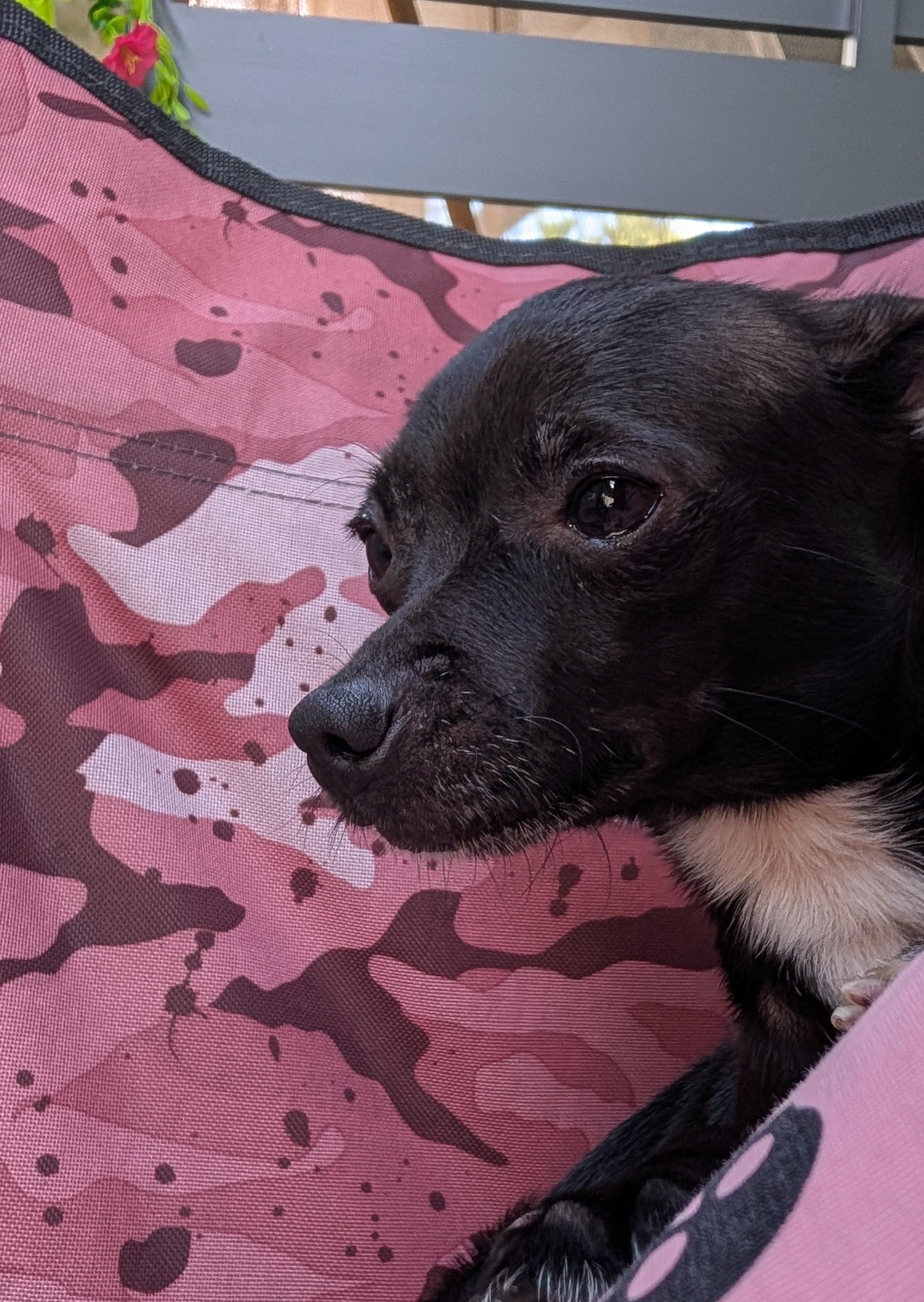 Enlarge Pepper, a Adoptable Chihuahua in Richmond, KY image 4/6