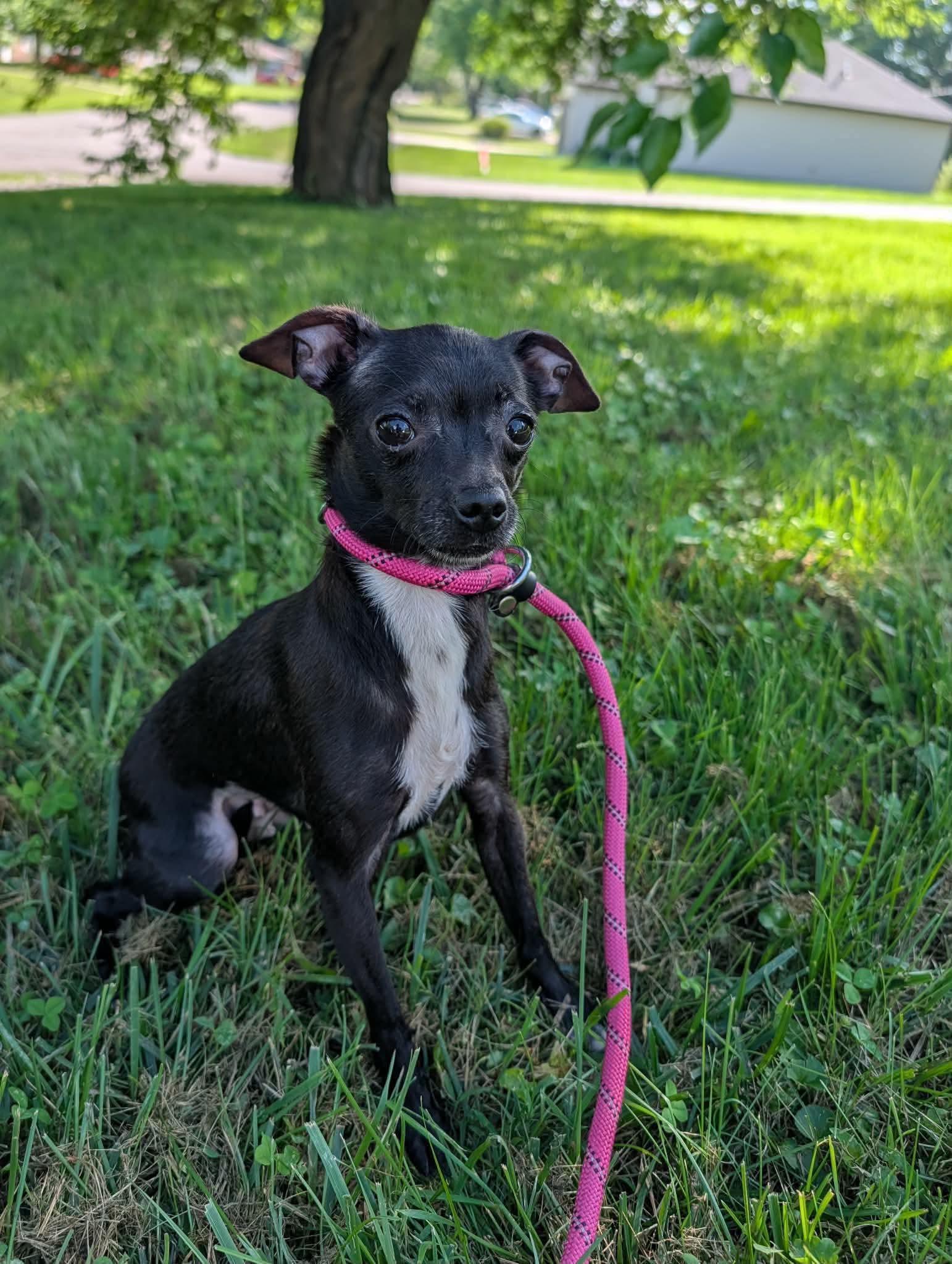 Enlarge Pepper, a Adoptable Chihuahua in Richmond, KY image 5/6