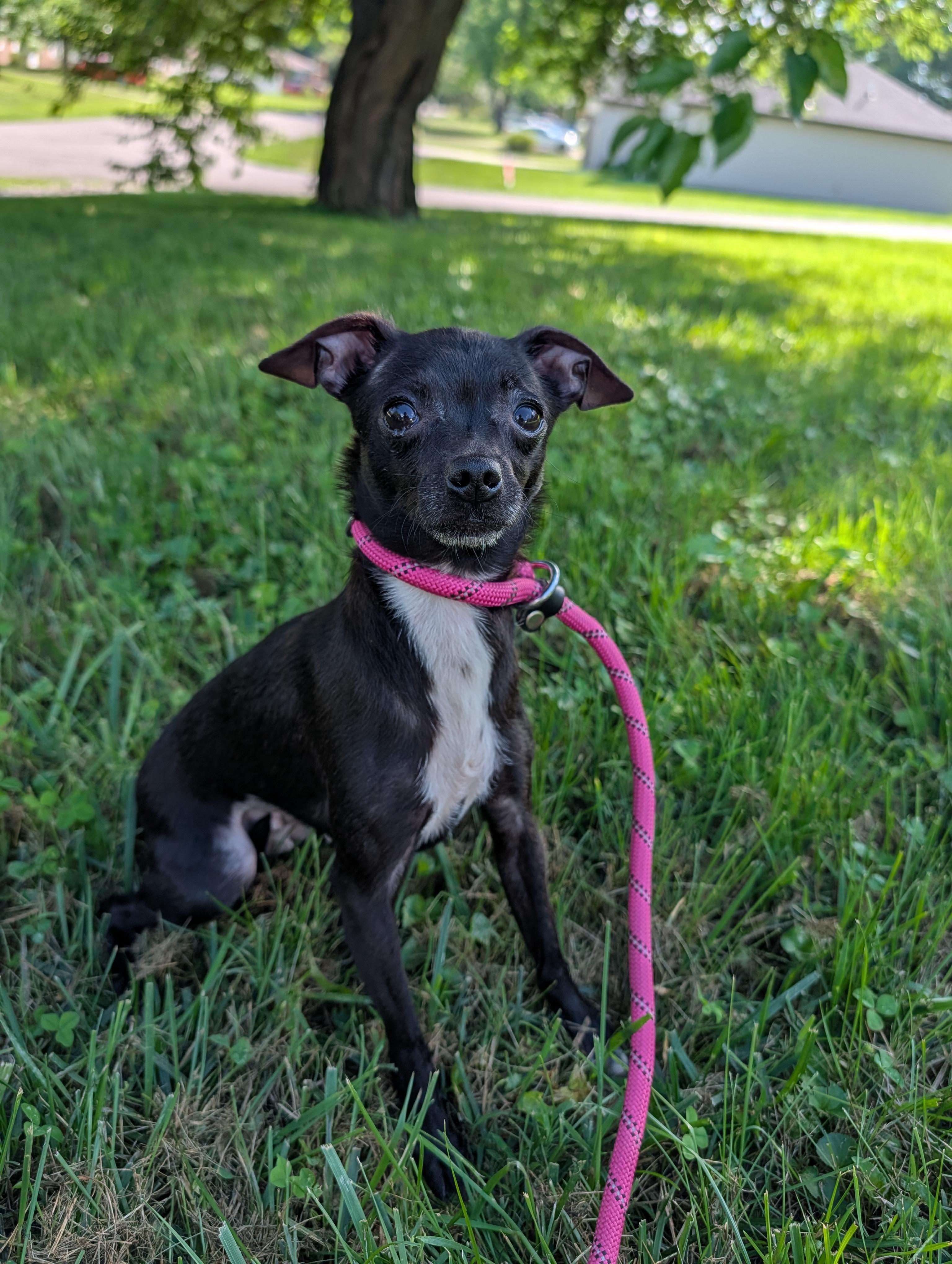 Enlarge Pepper, a Adoptable Chihuahua in Richmond, KY image 6/6