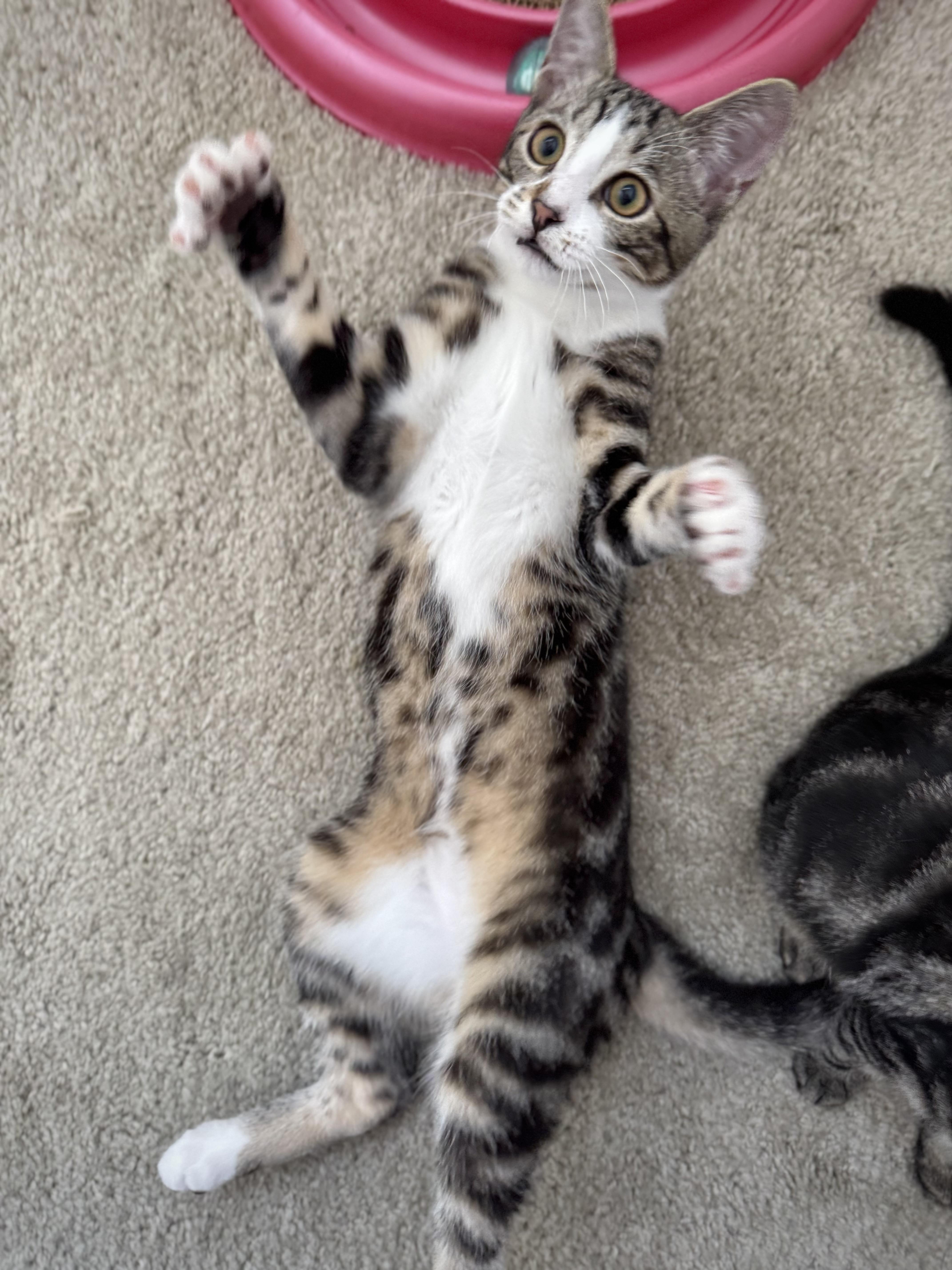 Enlarge Bucatini (lap kitten), a Adopted Domestic Short Hair in Oceanside, CA image 2/6