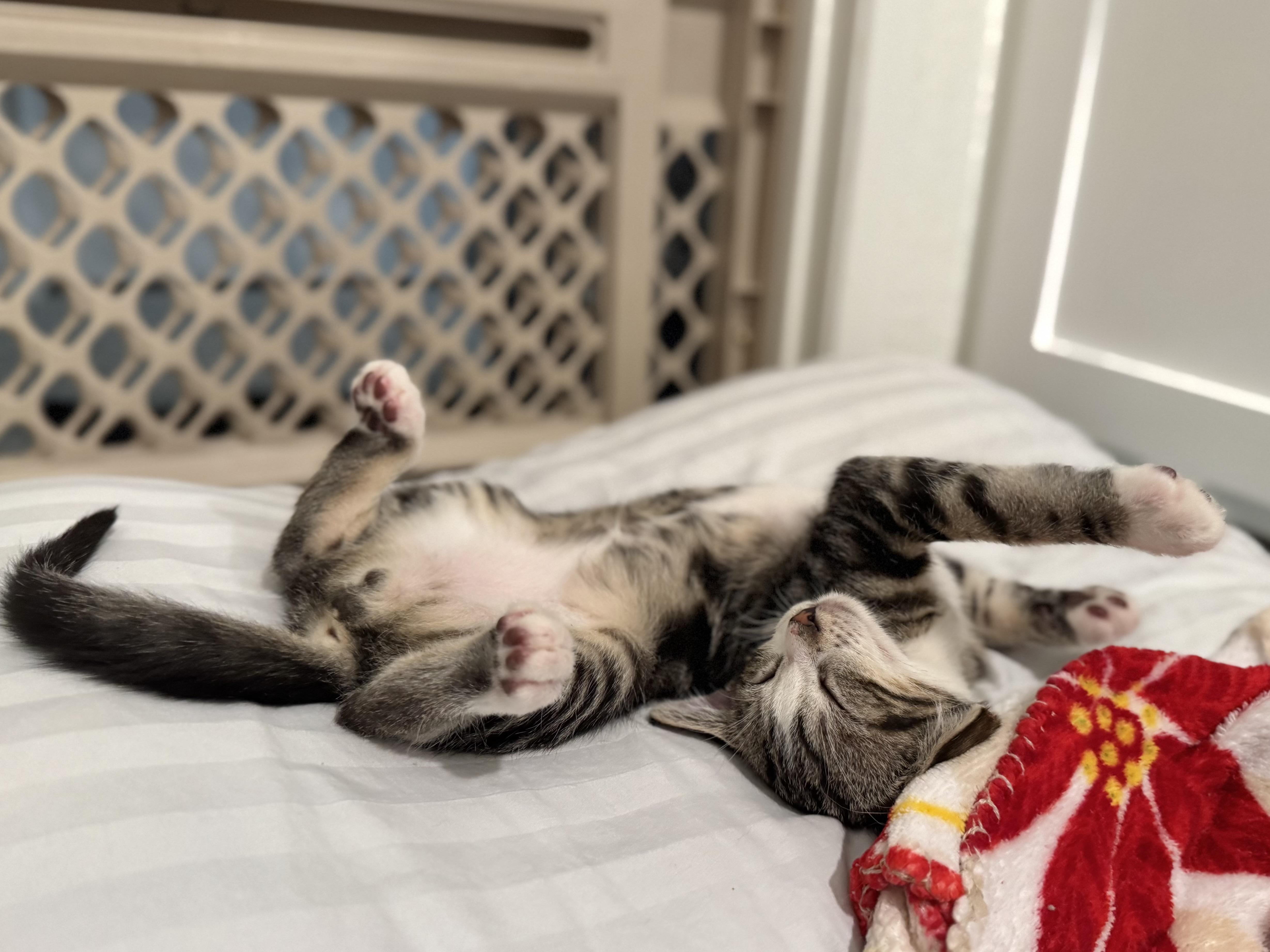 Enlarge Bucatini (lap kitten), a Adoptable Domestic Short Hair in Oceanside, CA image 2/6