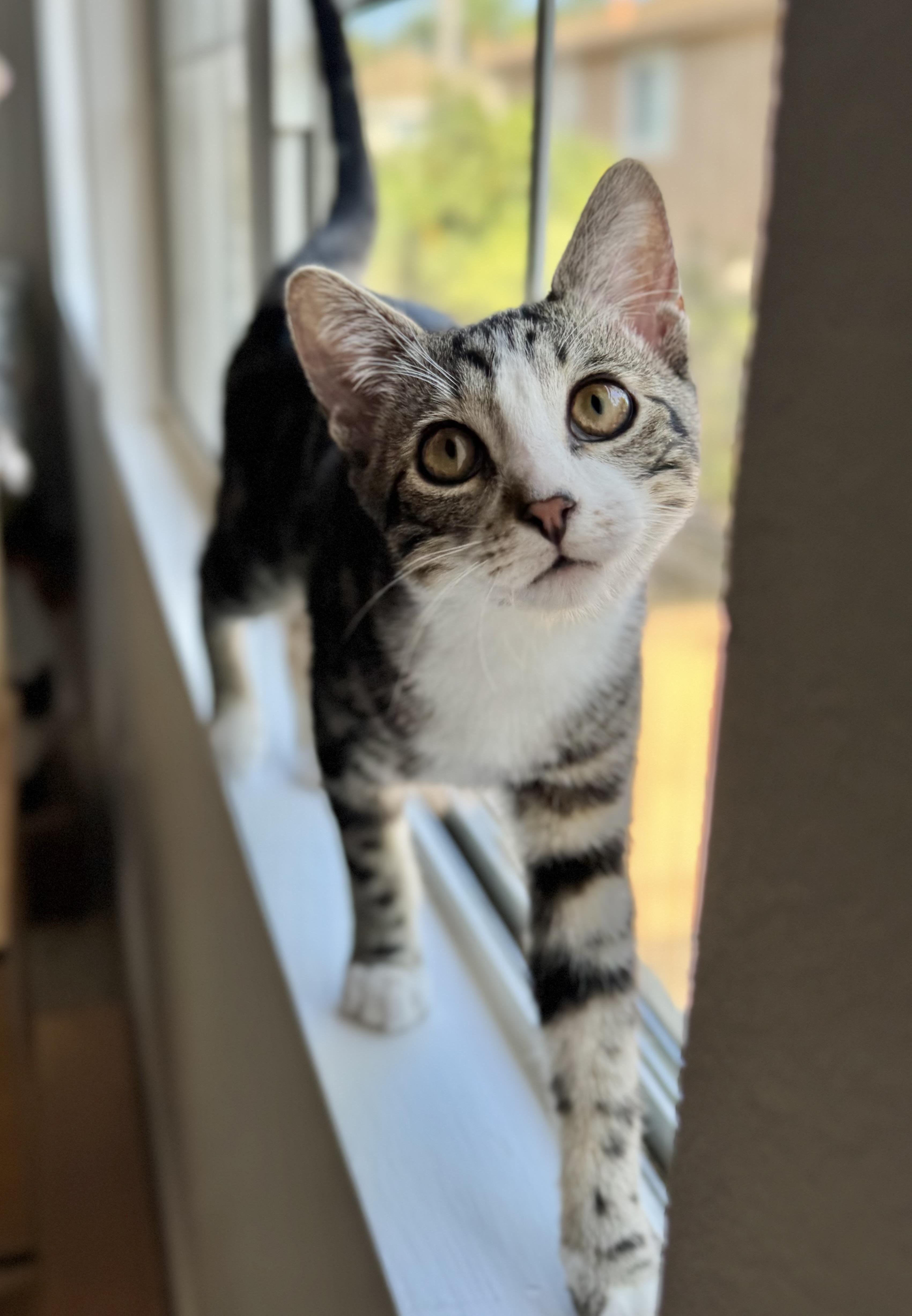 Enlarge Bucatini (lap kitten), a Adoptable Domestic Short Hair in Oceanside, CA image 3/6