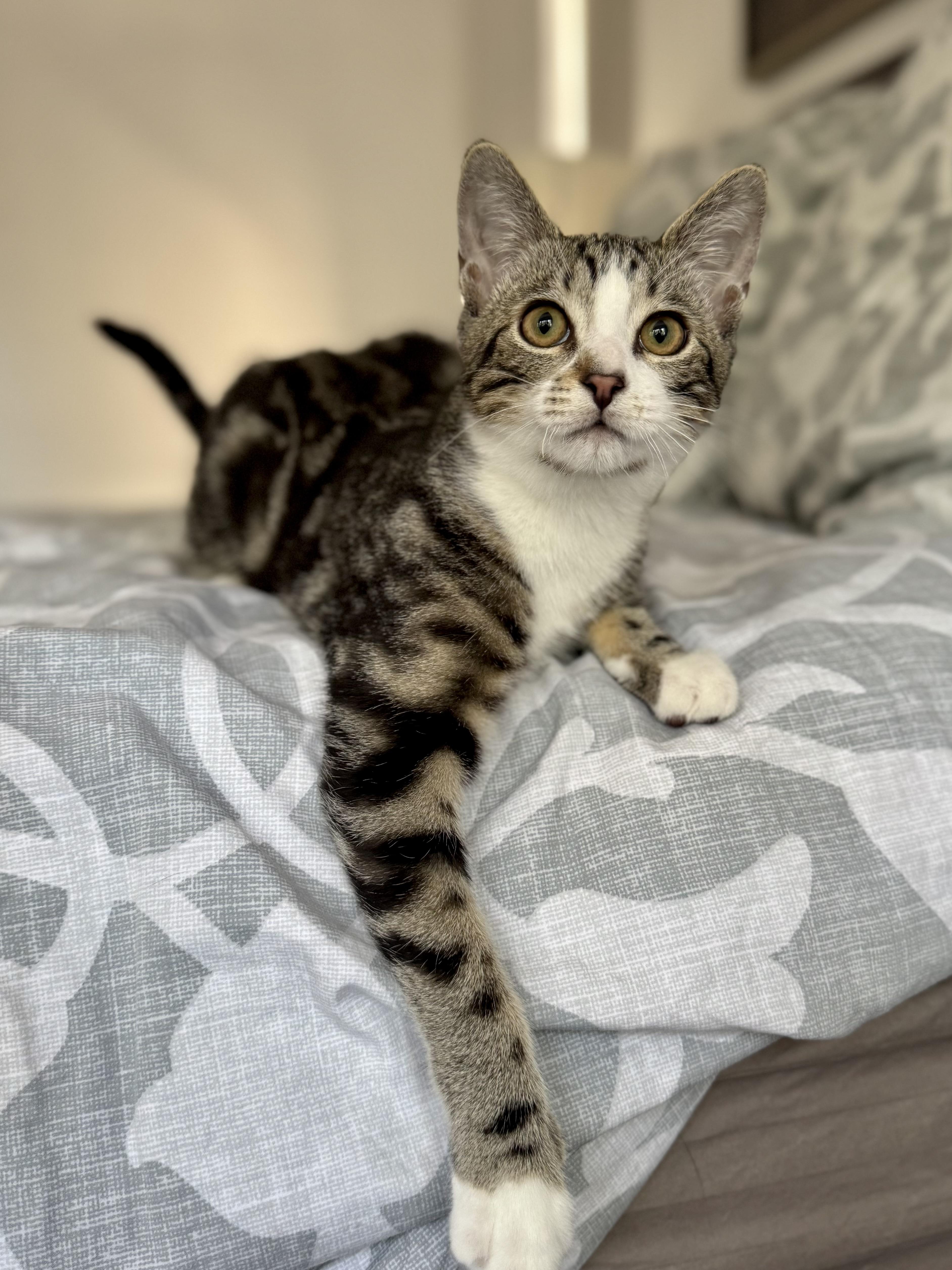 Enlarge Bucatini (lap kitten), a Adoptable Domestic Short Hair in Oceanside, CA image 6/6