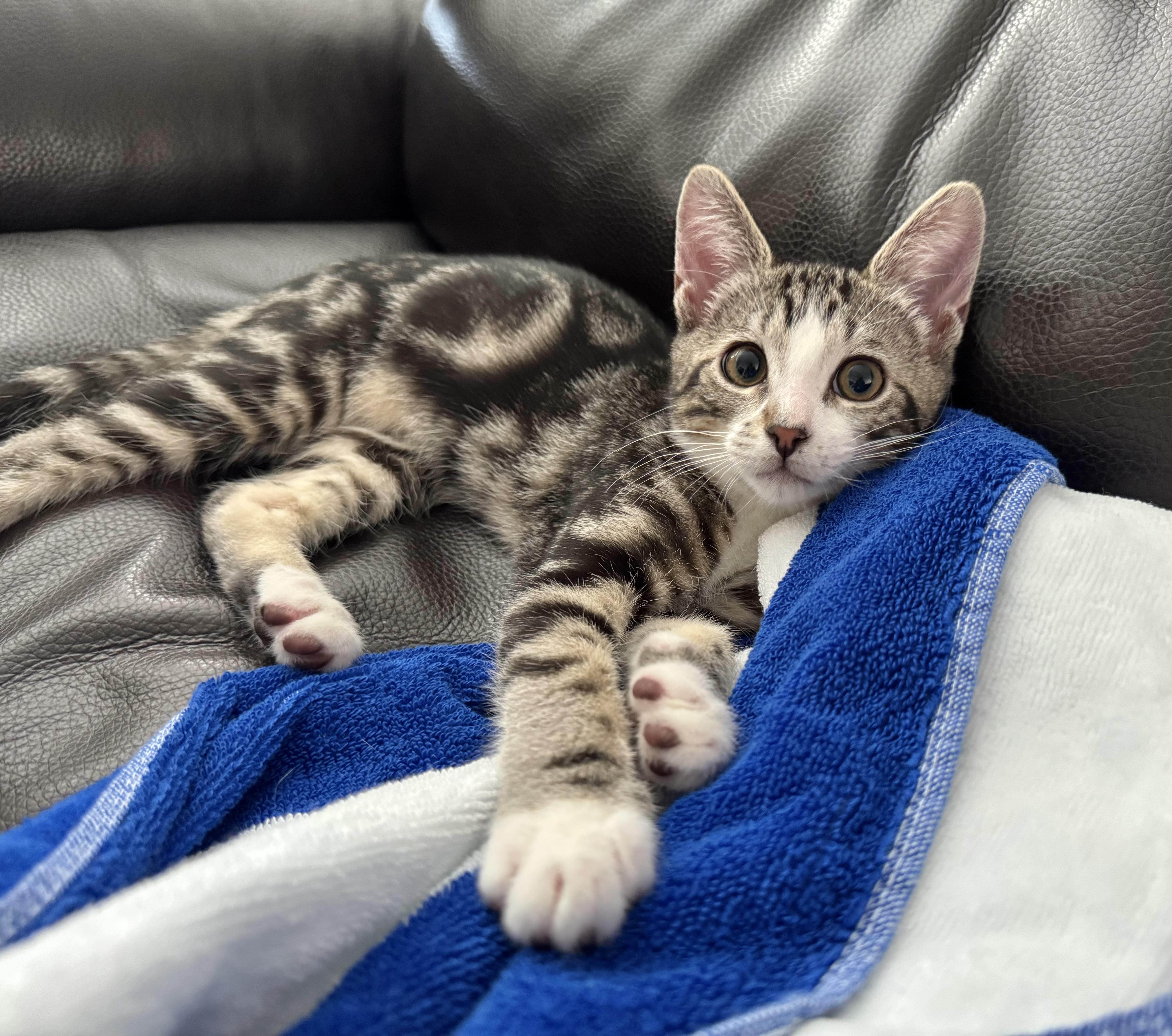 Bucatini (lap kitten), Adoptable, Kitten Male Domestic Short Hair.