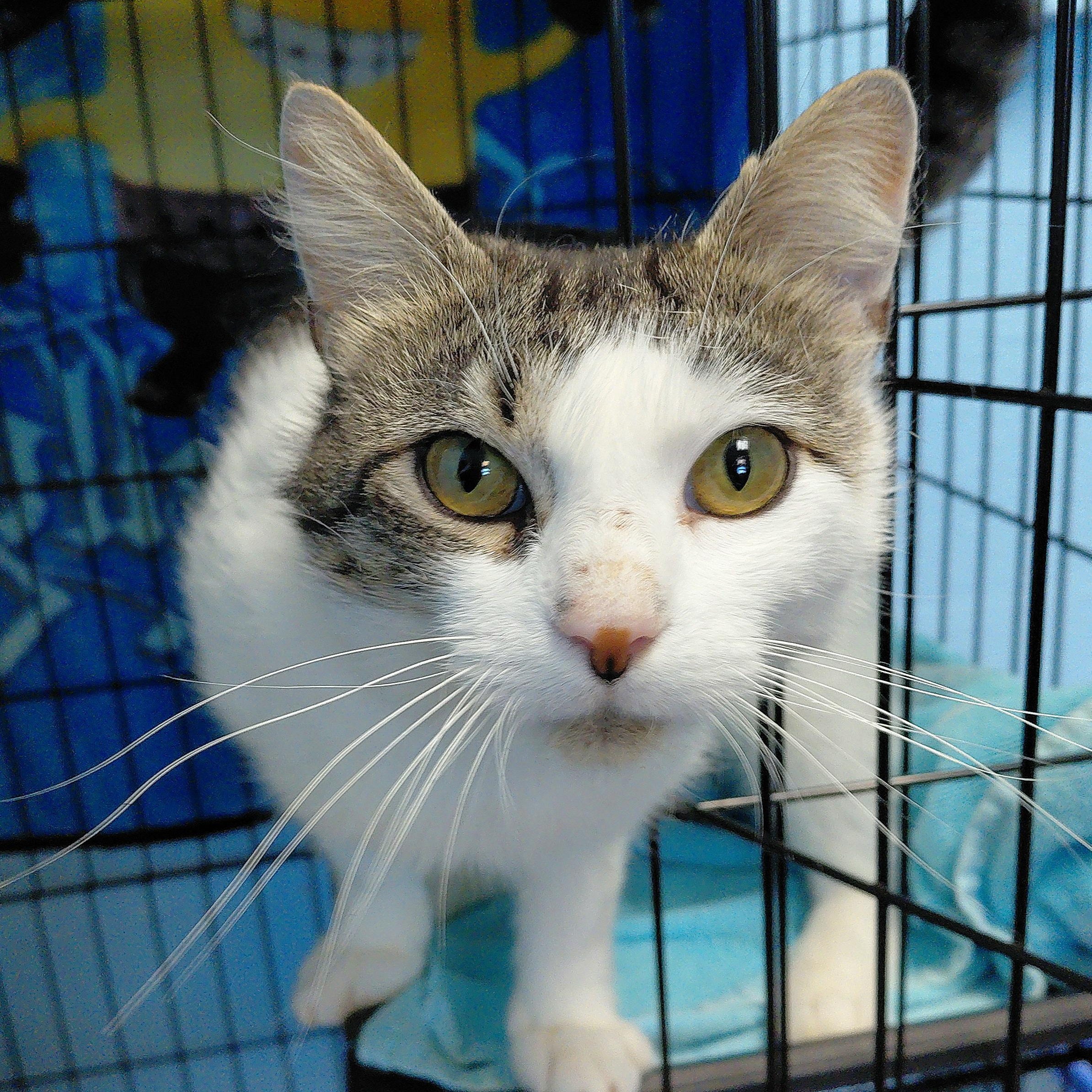 Ellis, a ADOPTABLE Domestic Short Hair in Stanley, VA image 2/3