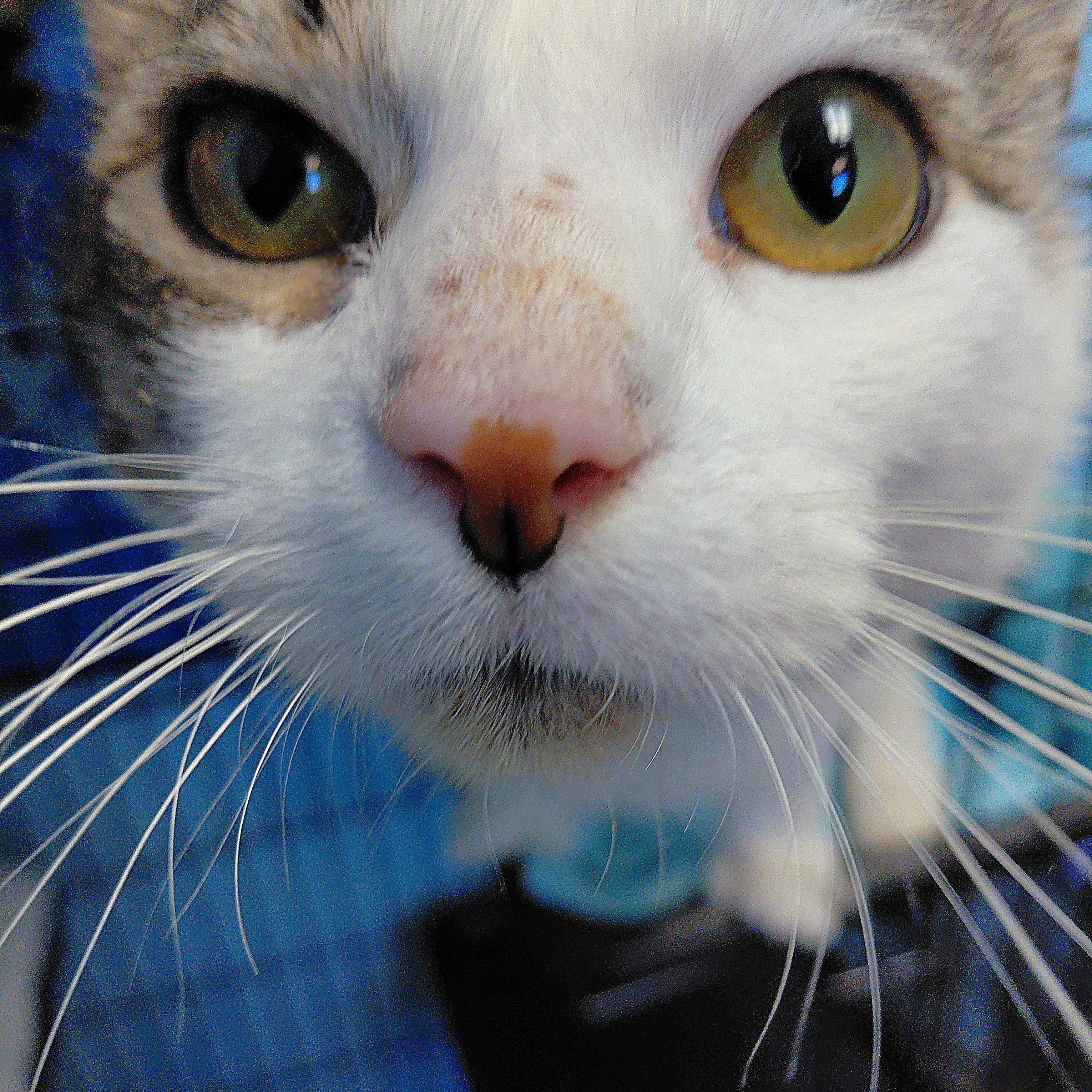 Ellis, ADOPTABLE, Adult Male Domestic Short Hair.
