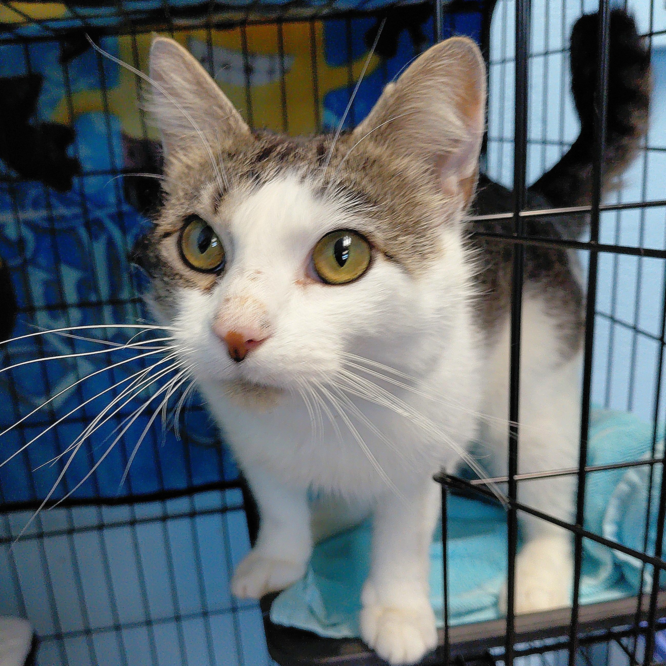 Ellis, a ADOPTABLE Domestic Short Hair in Stanley, VA image 3/3