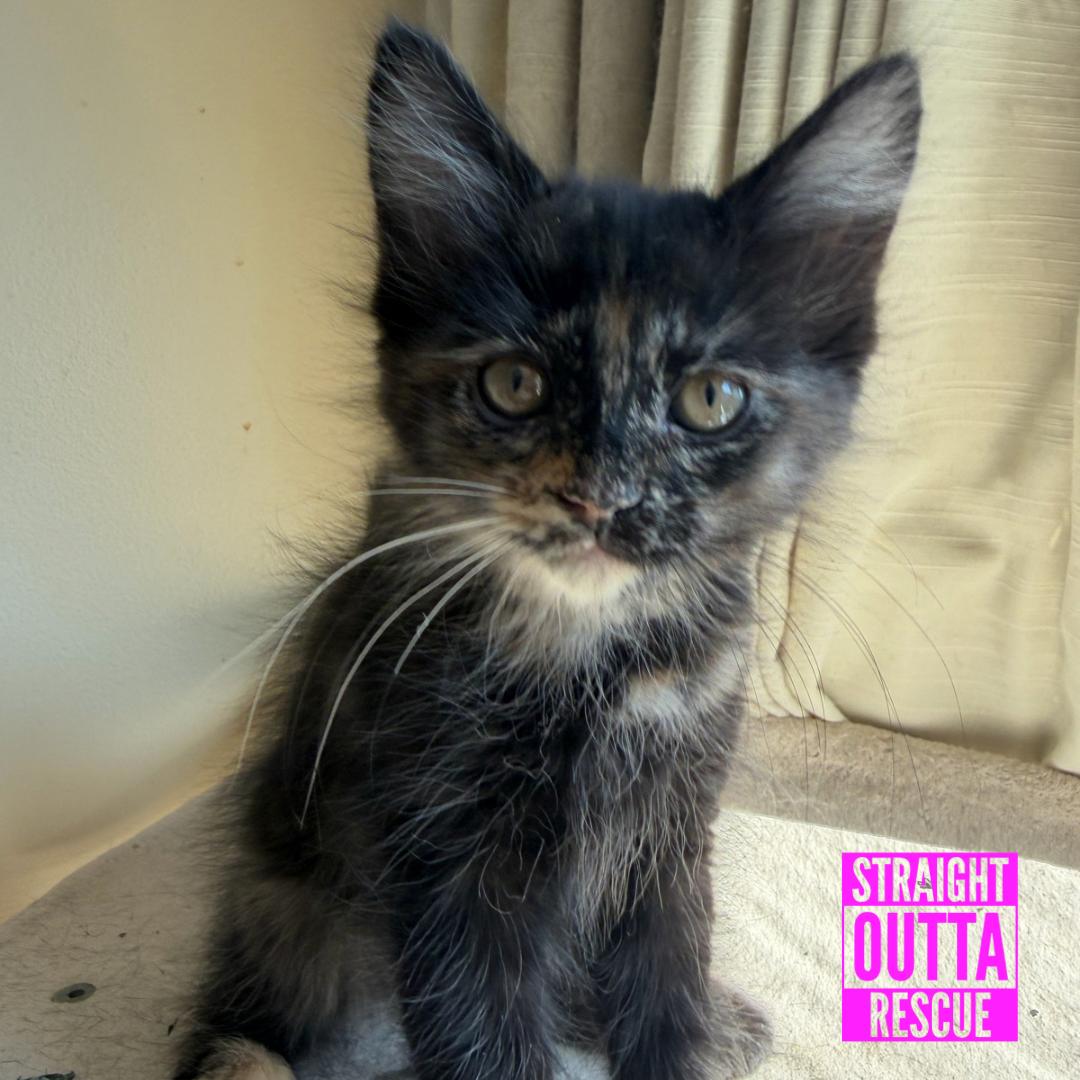 Red, a ADOPTABLE Domestic Long Hair in Vancouver, BC image 6/6