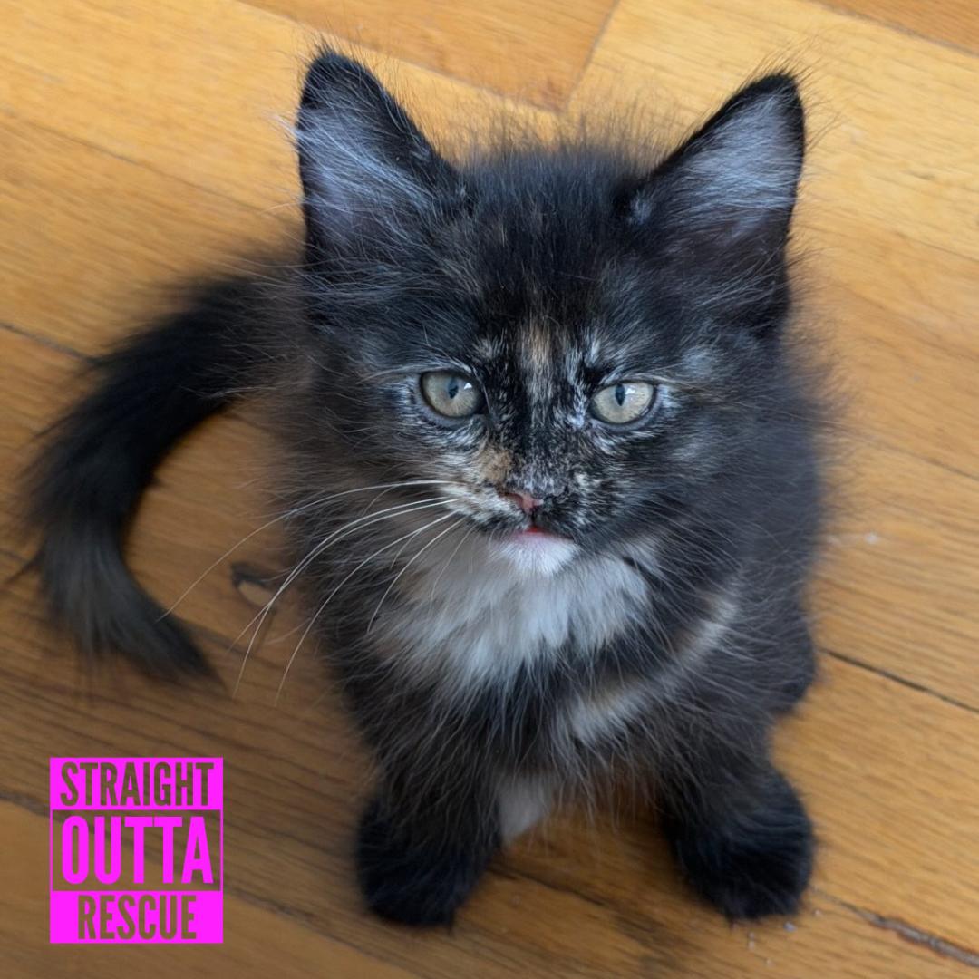 Red, ADOPTABLE, Kitten Female Domestic Long Hair.