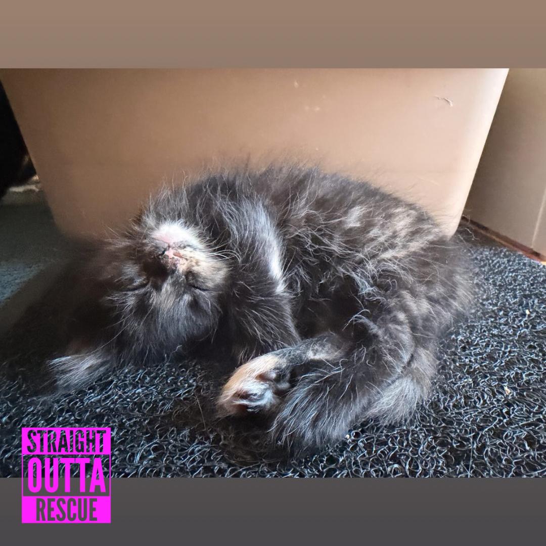 Red, a ADOPTABLE Domestic Long Hair in Vancouver, BC image 5/6