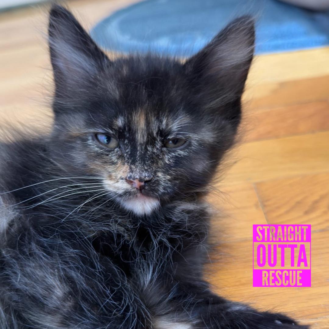 Red, a ADOPTABLE Domestic Long Hair in Vancouver, BC image 2/6