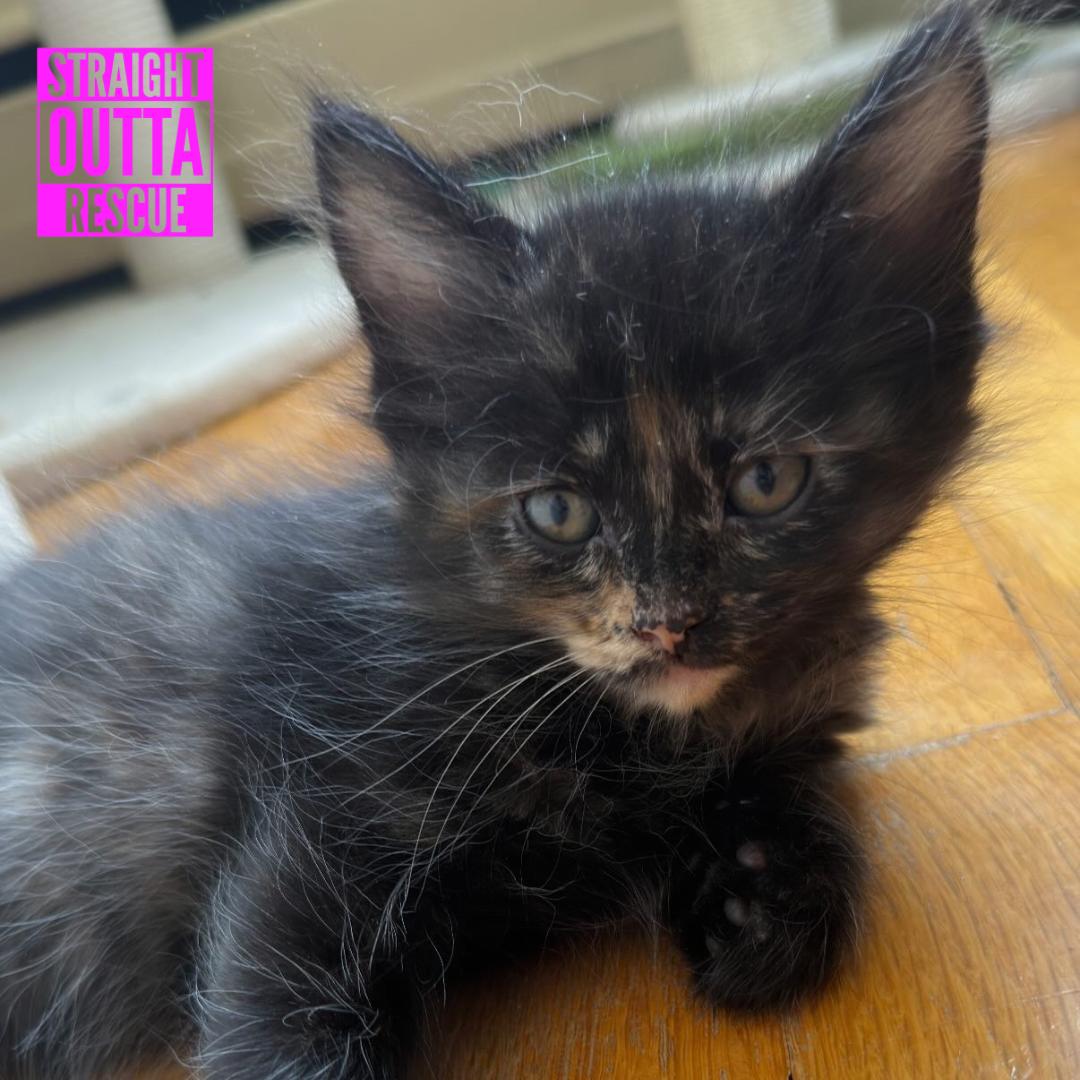 Red, a ADOPTABLE Domestic Long Hair in Vancouver, BC image 3/6