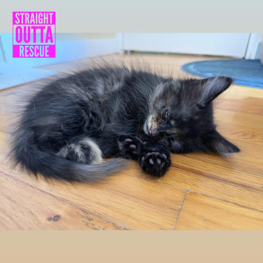 Red, a ADOPTABLE Domestic Long Hair in Vancouver, BC image 4/6
