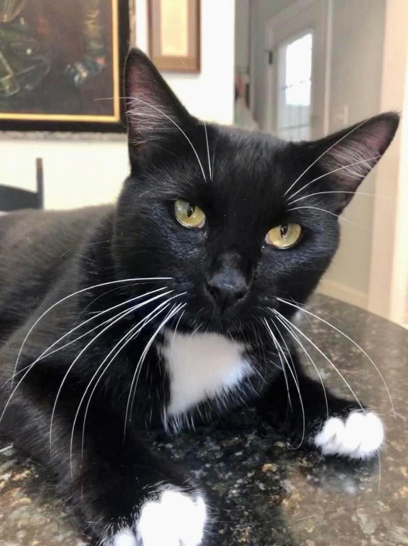 Enlarge Charlie, a Adoptable Tuxedo in Myrtle Beach, SC image 1/1