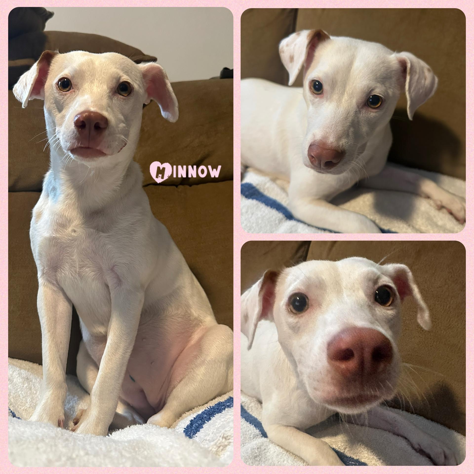 Enlarge Minnow, a Adoptable mixed breed in Pawcatuck , CT image 1/1