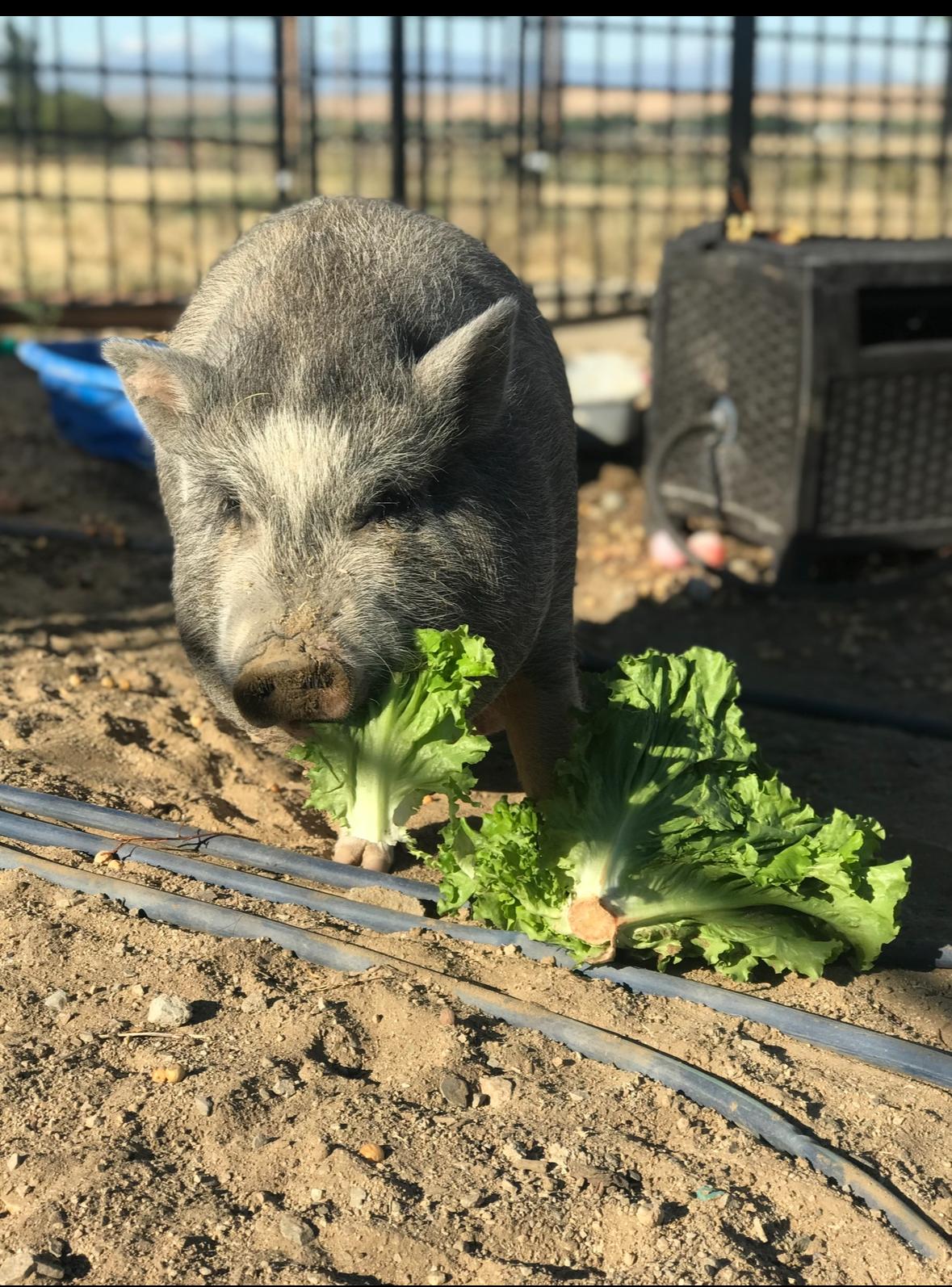 Enlarge Henrietta, a Adoptable mixed breed in Helendale, CA image 1/1