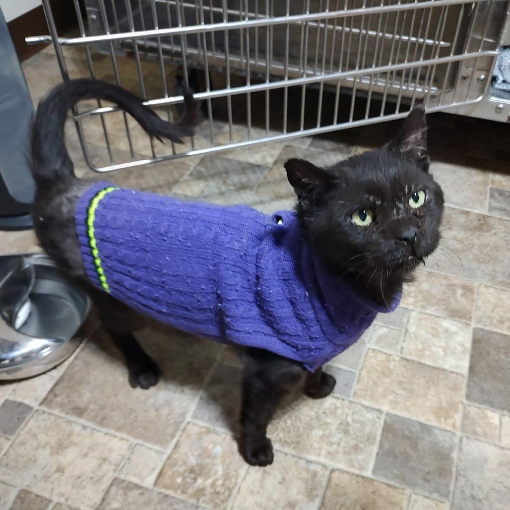 Enlarge Patches, a Adoptable Domestic Short Hair in Harrisonburg, VA image 1/4