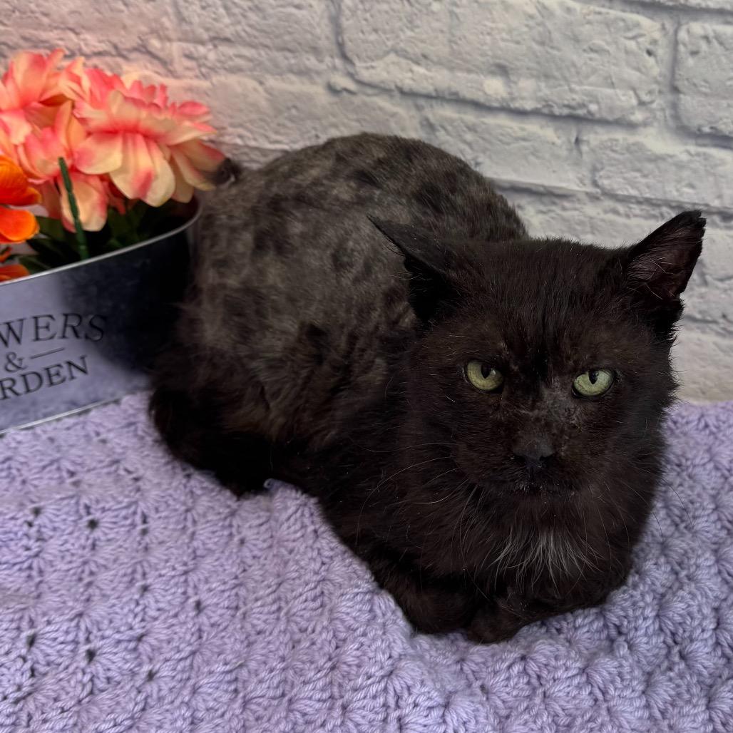 Enlarge Patches, a Adoptable Domestic Short Hair in Harrisonburg, VA image 2/4